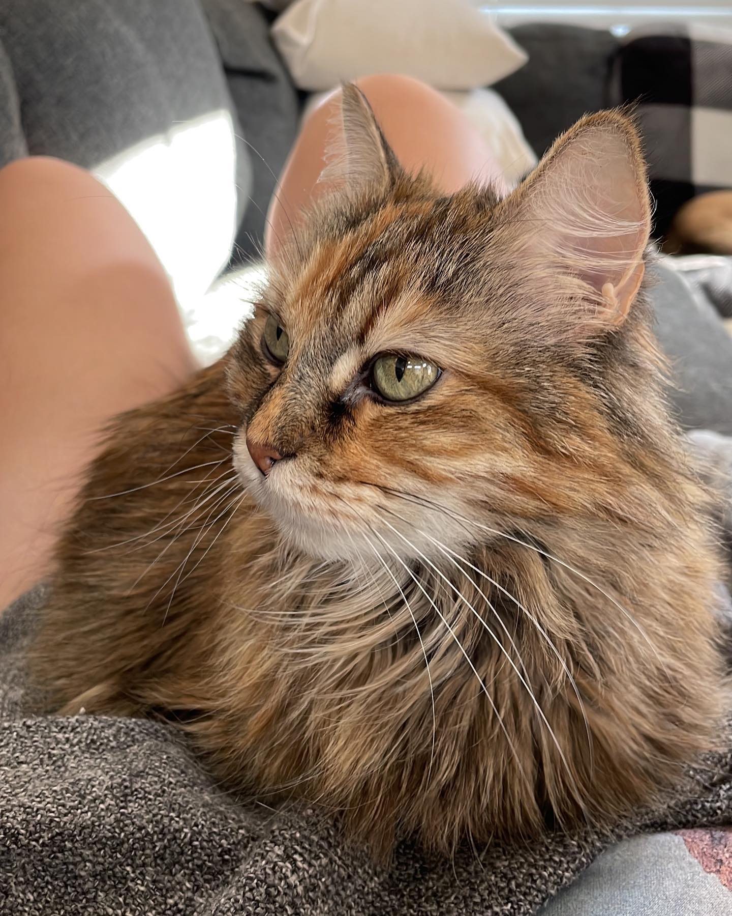 Jul 16, 2022: couch cuddles feat. Gypsy and Rajah 🥰⁣ ⁣ #mainecoon (mix 😻) #mainecooncat #mainecooncatsofinstagram #orangetabby #orangetabbycatsofinstagram #tabbycat #catsofinstagr...