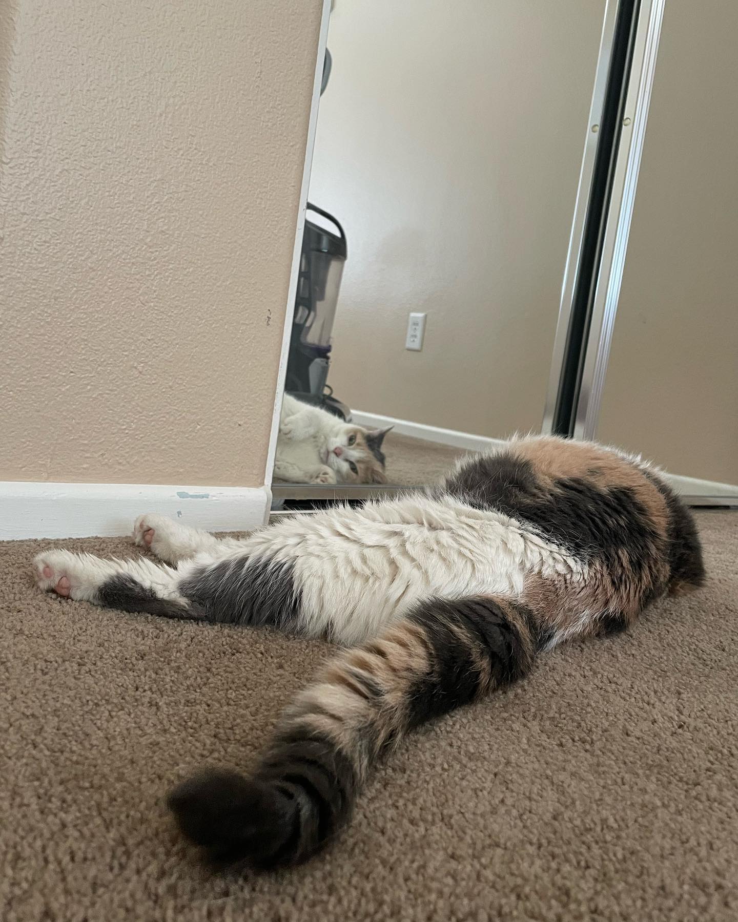July 14, 2022: Raspberry- “Mom…….. Can I help you? 🙄” ⁣ ⁣ #calico #calicocat #calicocatsofinstagram #dilutedcalico #dilutecalico #dilutecalicocatsofinstagram #catsofinstagram #cat...