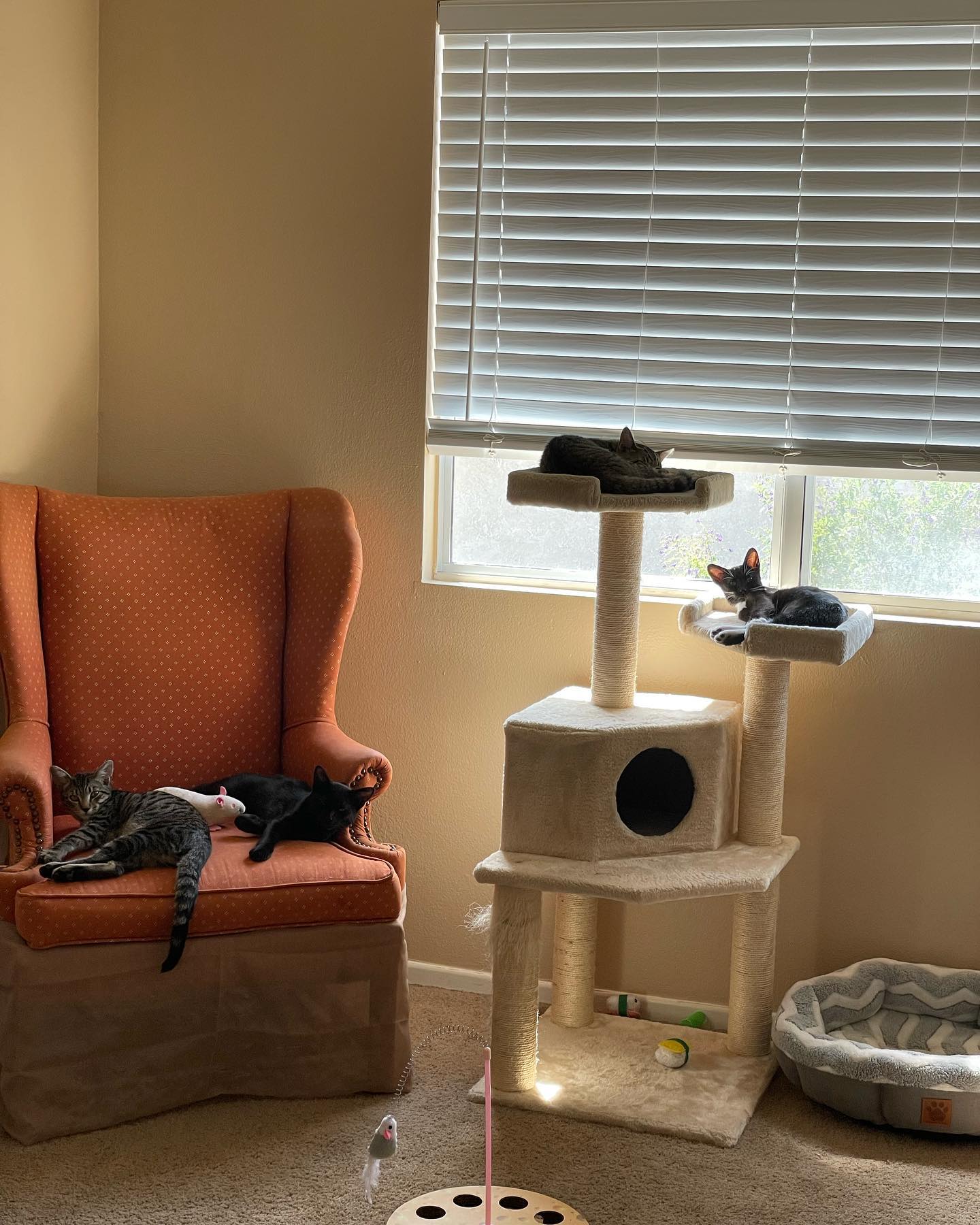 Jul 24, 2022: Four little foster kittens ❤️ ⁣⁣ This was their first time allowed in the bedroom, and their first time seeing a ceiling fan! ⁣⁣ Woke up to little Grump sleeping rig...
