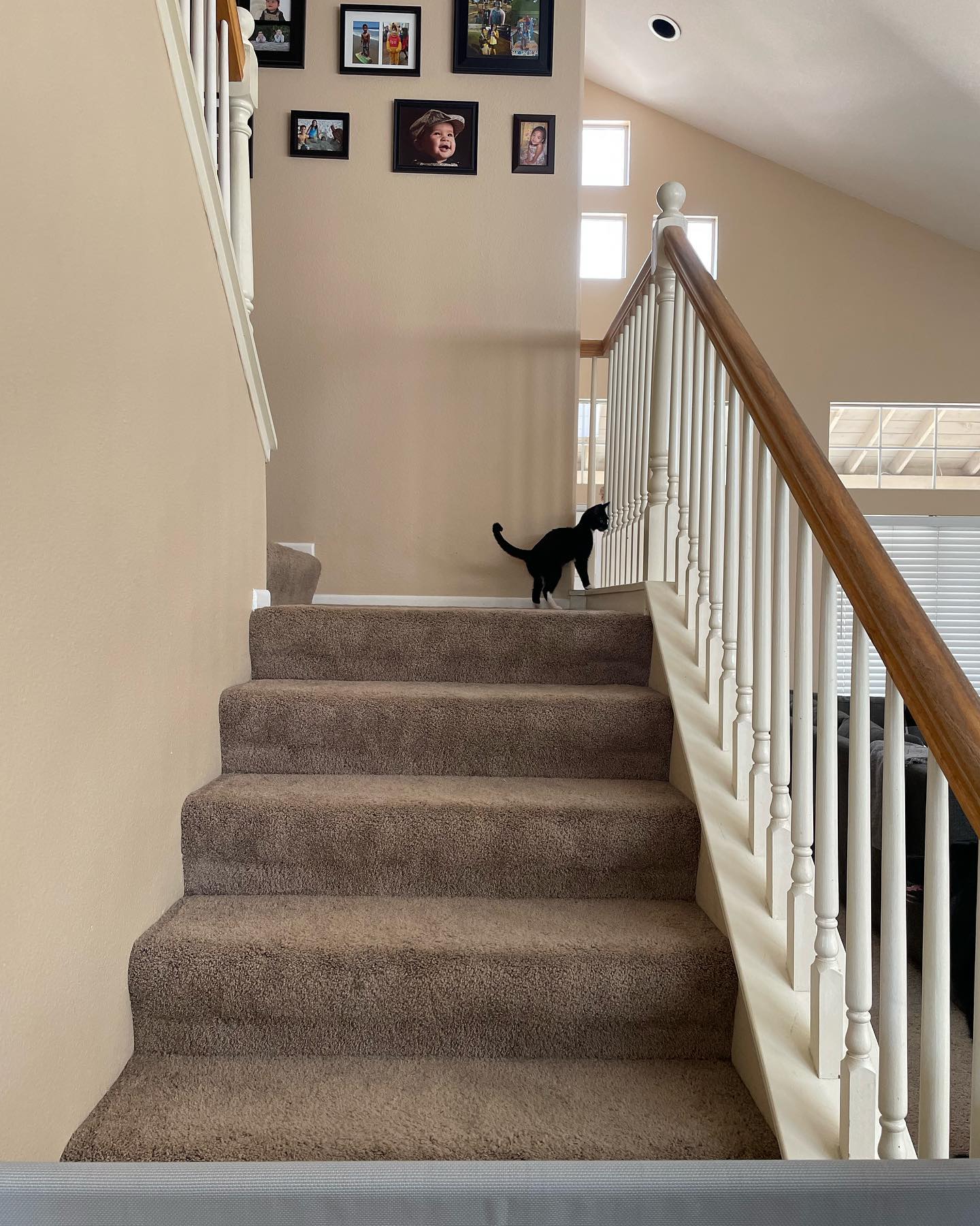 Jul 25, 2022: Boots was the first foster kitten brave enough to come downstairs where the 3 big dogs were waiting 🦈 And she did great! ⁣ Boots is such an amazingly sweet girl, I c...