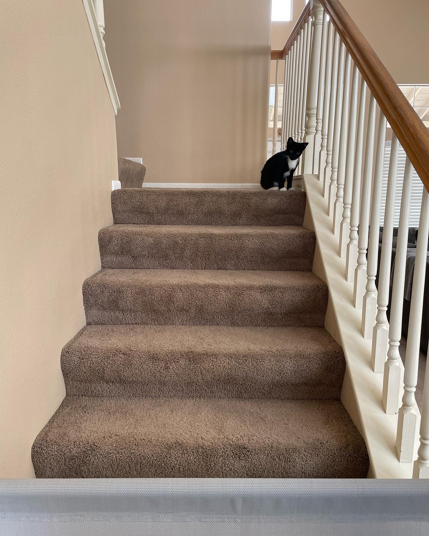 Jul 25, 2022: Boots was the first foster kitten brave enough to come downstairs where the 3 big dogs were waiting 🦈 And she did great! ⁣ Boots is such an amazingly sweet girl, I c...