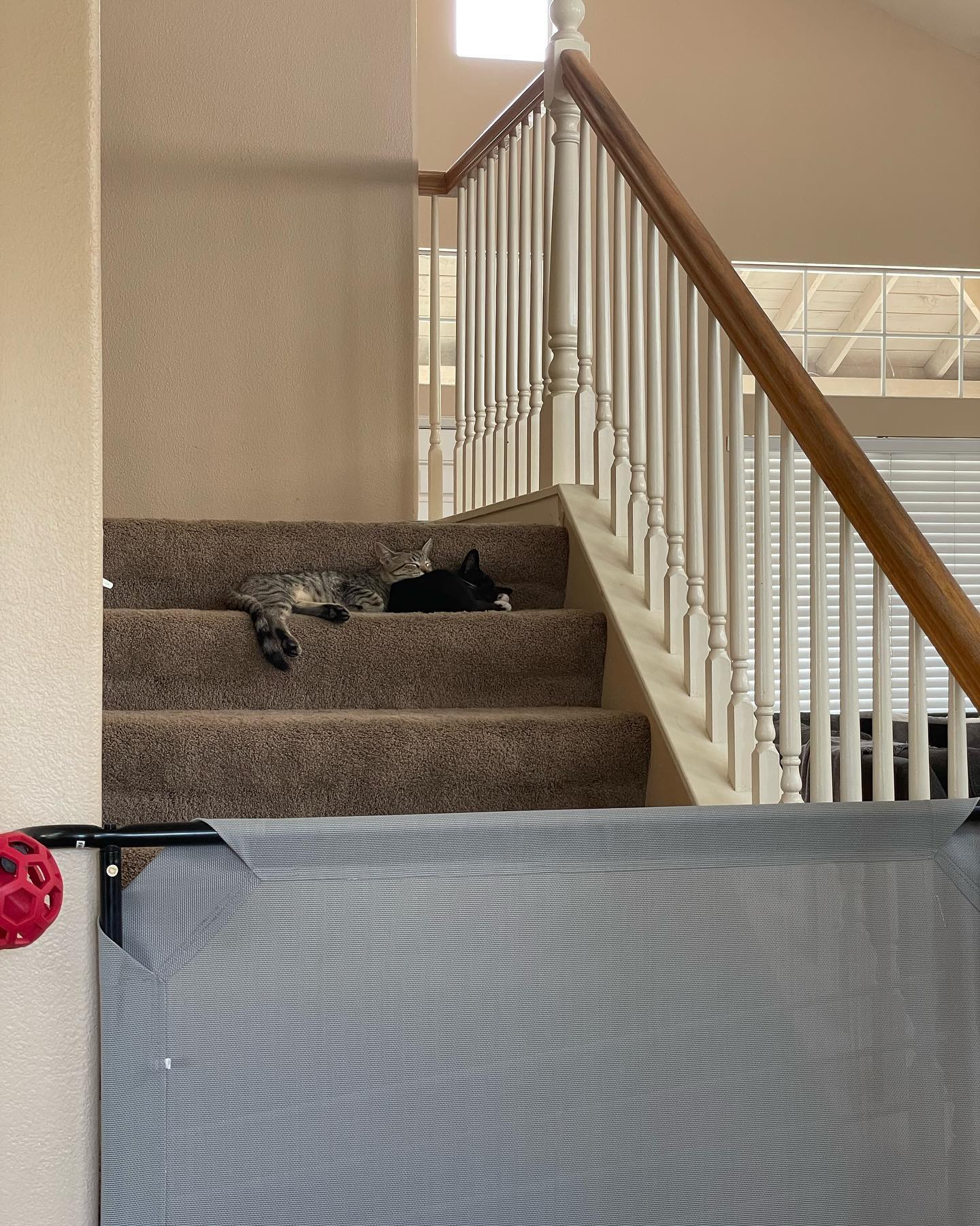 Jul 25, 2022: Boots was the first foster kitten brave enough to come downstairs where the 3 big dogs were waiting 🦈 And she did great! ⁣ Boots is such an amazingly sweet girl, I c...
