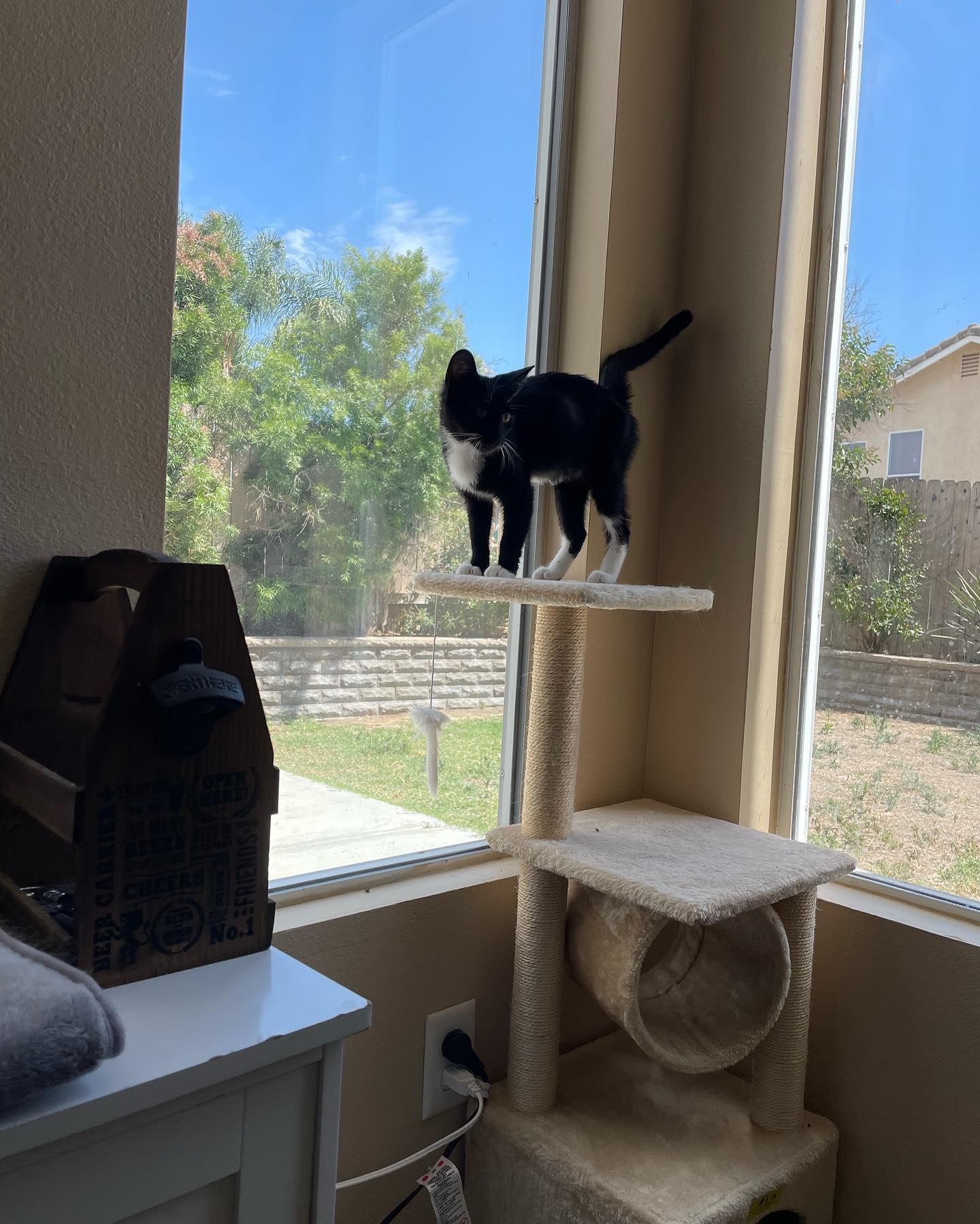 Jul 25, 2022: Boots was the first foster kitten brave enough to come downstairs where the 3 big dogs were waiting 🦈 And she did great! ⁣ Boots is such an amazingly sweet girl, I c...