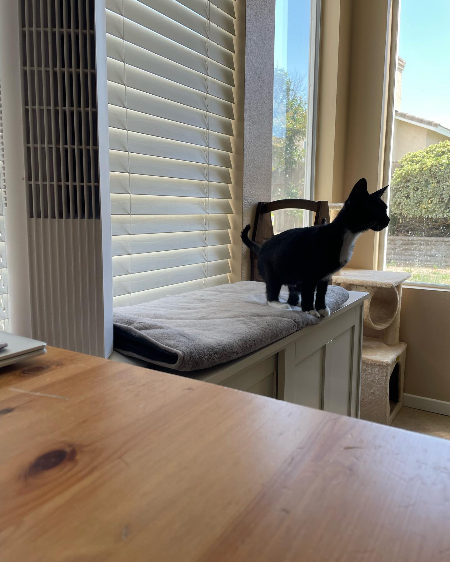 Jul 25, 2022: Boots was the first foster kitten brave enough to come downstairs where the 3 big dogs were waiting 🦈 And she did great! ⁣ Boots is such an amazingly sweet girl, I c...