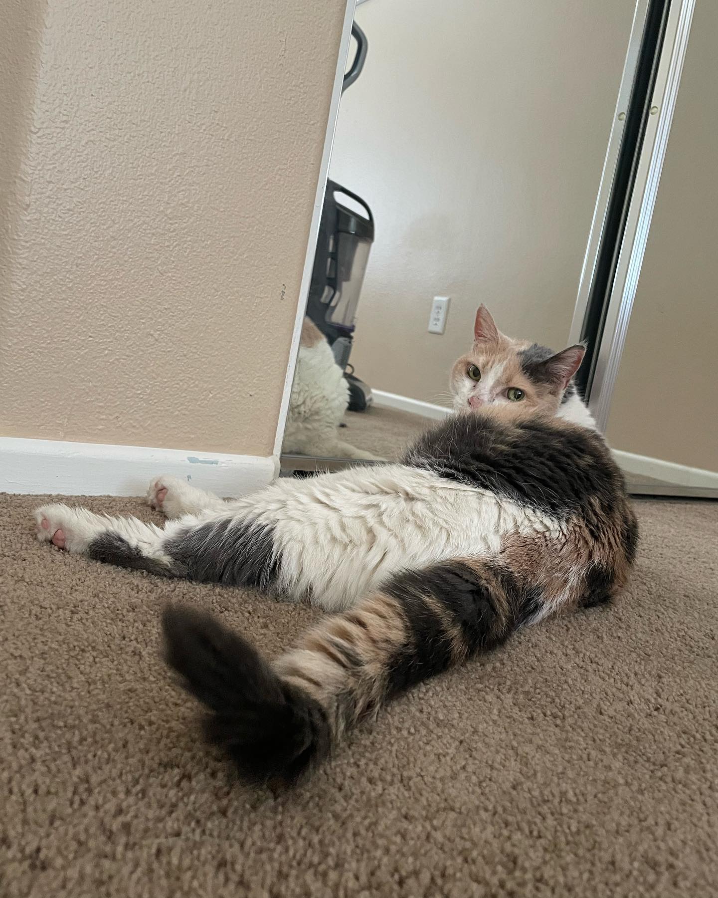 July 14, 2022: Raspberry- “Mom…….. Can I help you? 🙄” ⁣ ⁣ #calico #calicocat #calicocatsofinstagram #dilutedcalico #dilutecalico #dilutecalicocatsofinstagram #catsofinstagram #cat...
