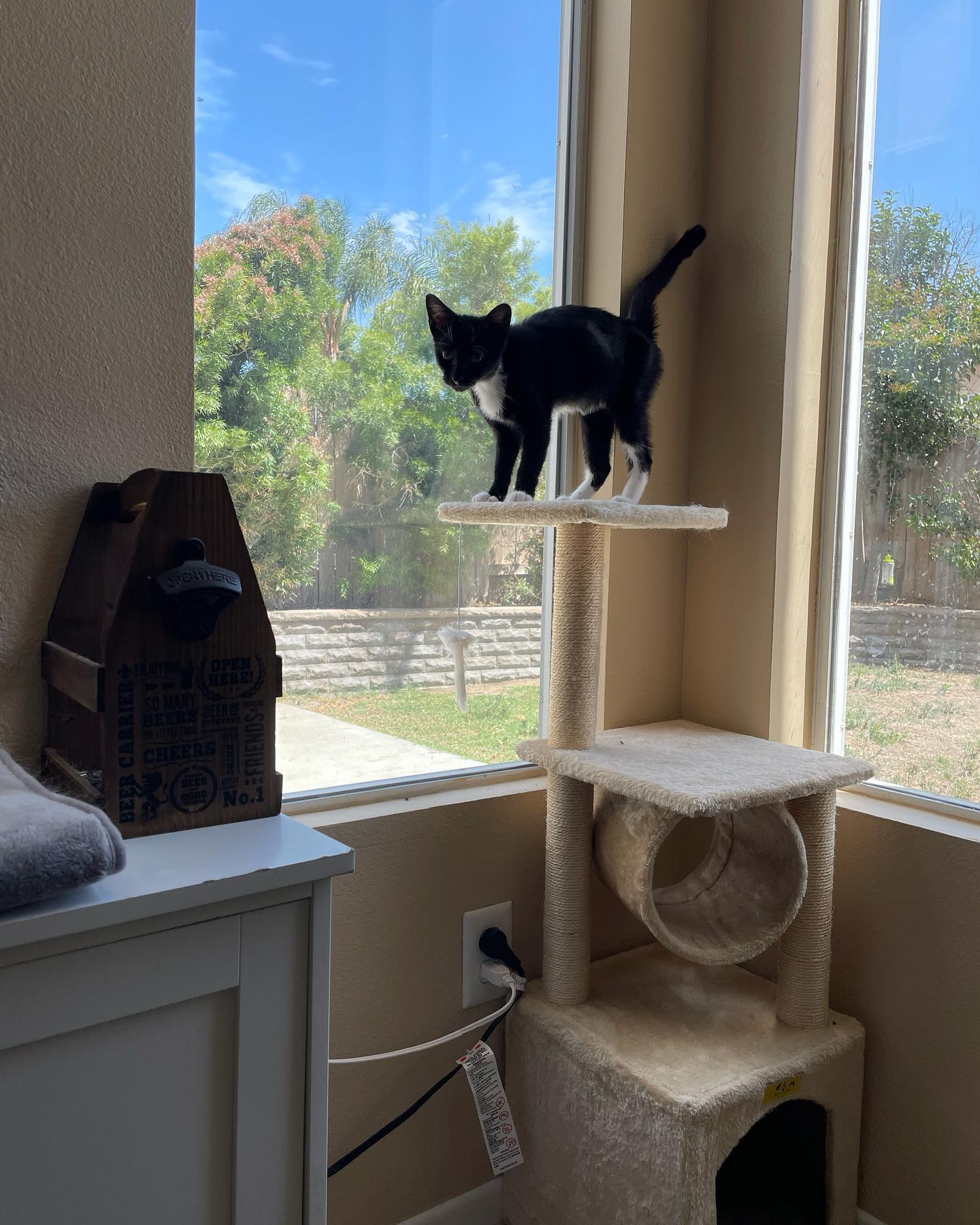 Jul 25, 2022: Boots was the first foster kitten brave enough to come downstairs where the 3 big dogs were waiting 🦈 And she did great! ⁣ Boots is such an amazingly sweet girl, I c...