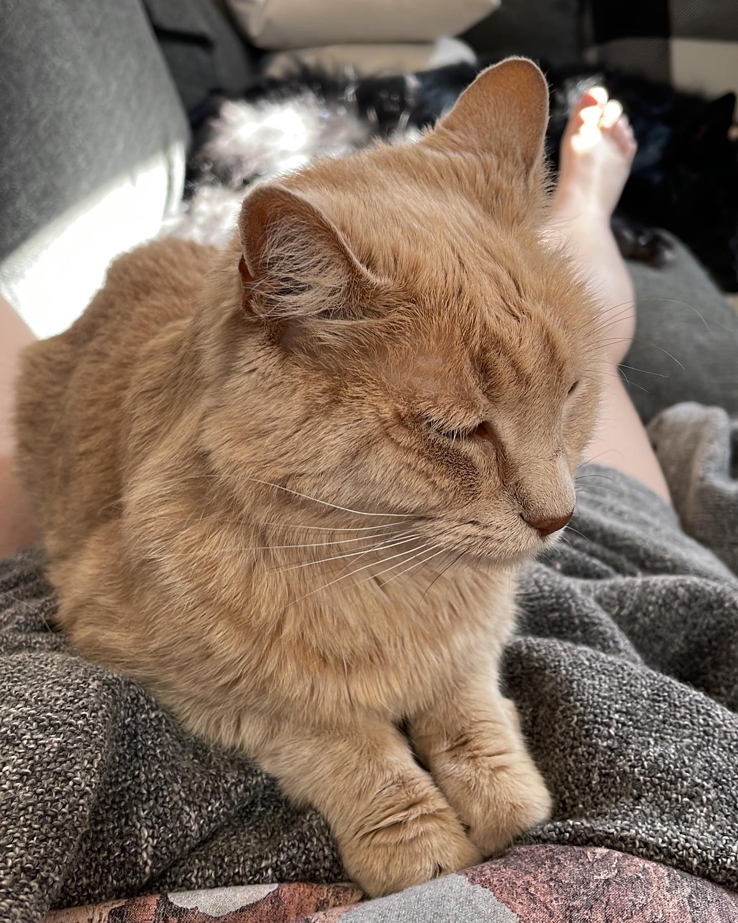 Jul 16, 2022: couch cuddles feat. Gypsy and Rajah 🥰⁣ ⁣ #mainecoon (mix 😻) #mainecooncat #mainecooncatsofinstagram #orangetabby #orangetabbycatsofinstagram #tabbycat #catsofinstagr...