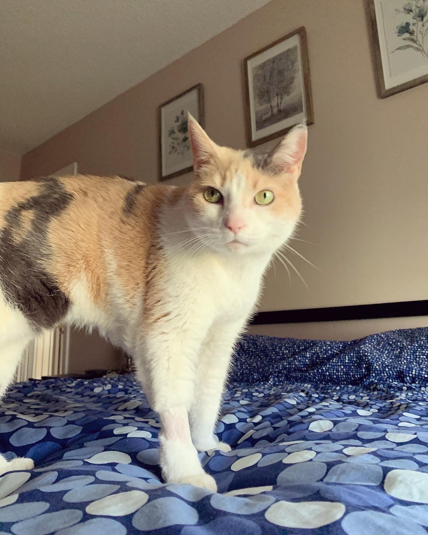 ⁣ Rest In Peace, Raspberry ⁣ Dec 9, 2022⁣ You are such a big part of my heart