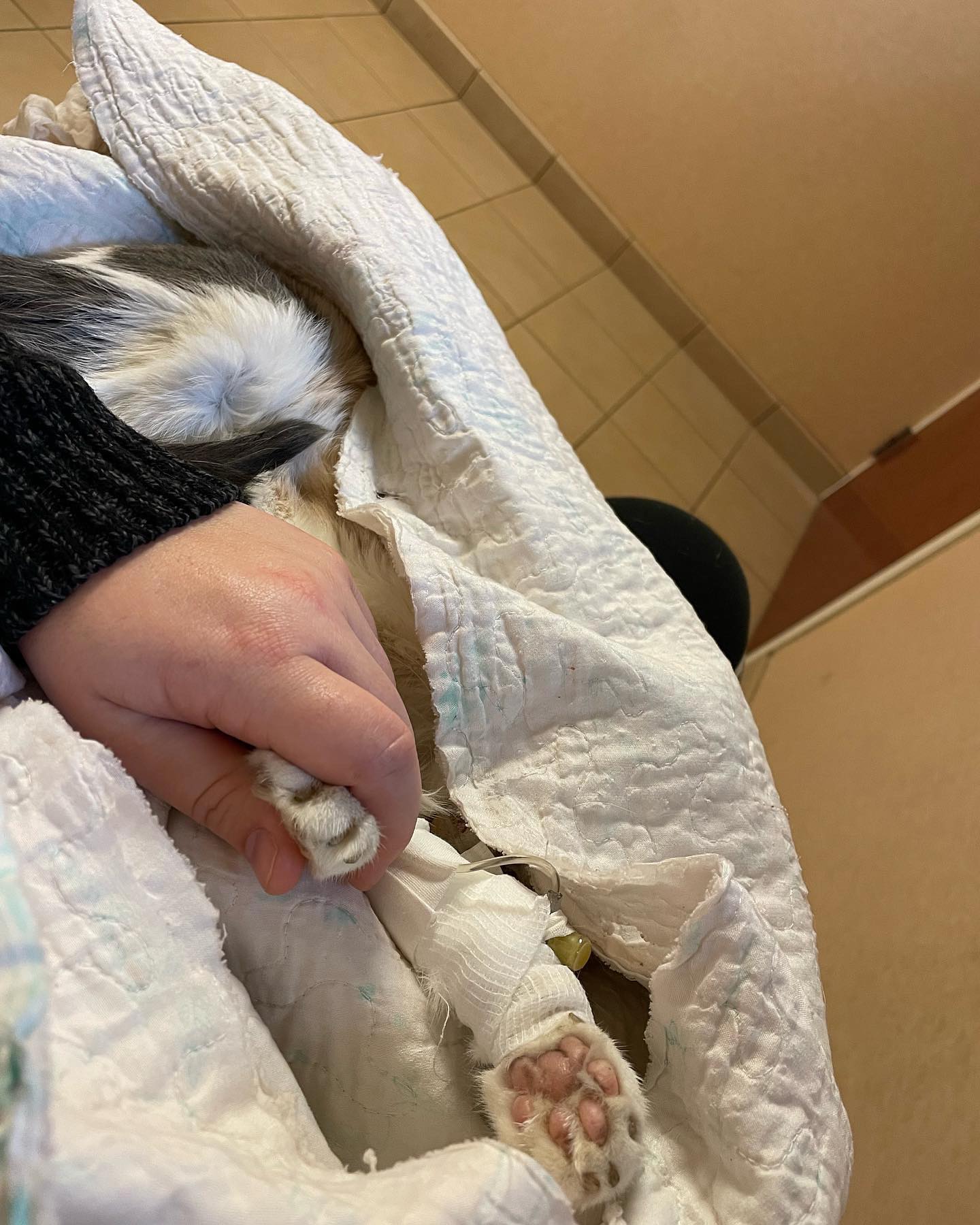 ⁣ Rest In Peace, Raspberry ⁣ Dec 9, 2022⁣ You are such a big part of my heart
