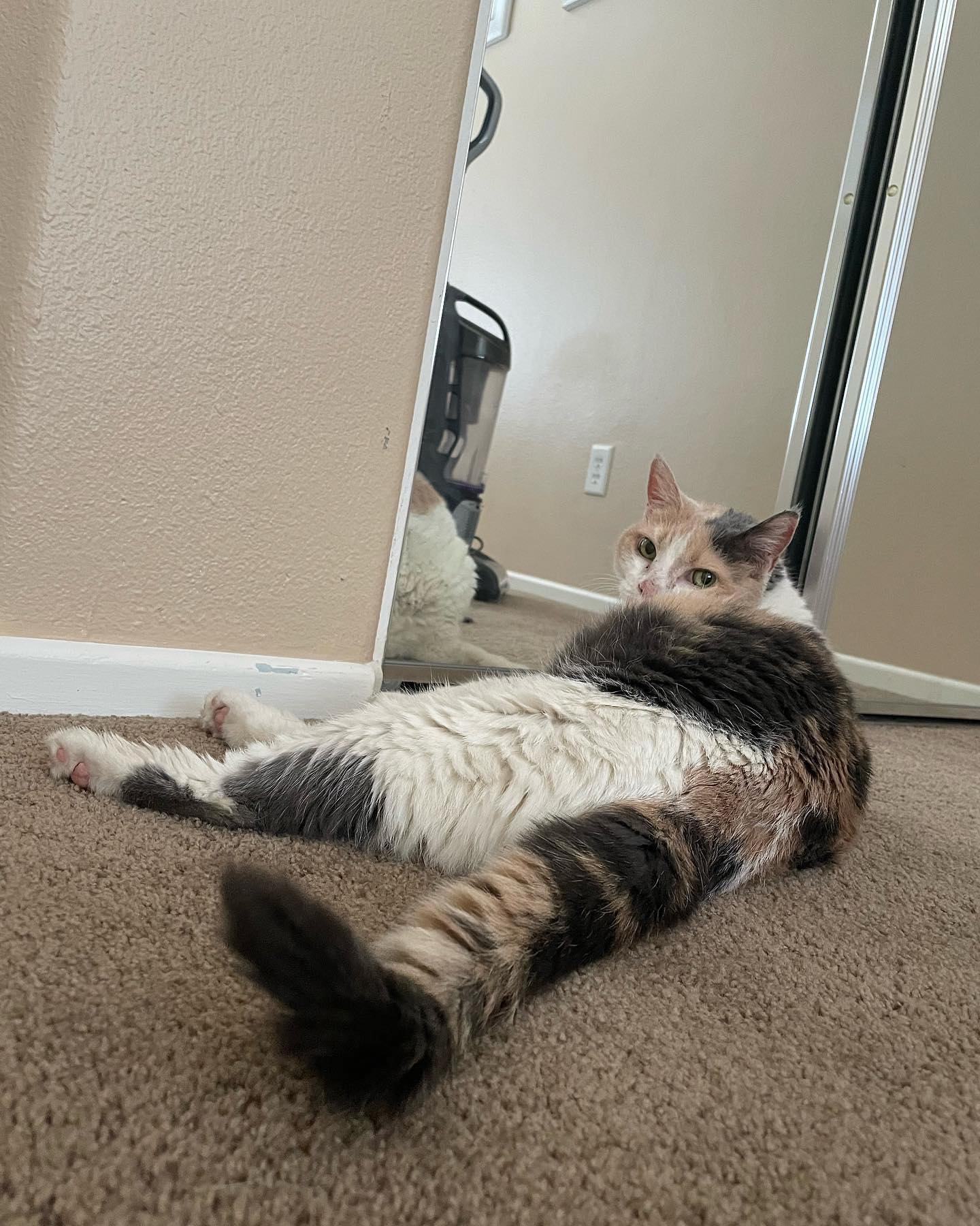 ⁣ Rest In Peace, Raspberry ⁣ Dec 9, 2022⁣ You are such a big part of my heart