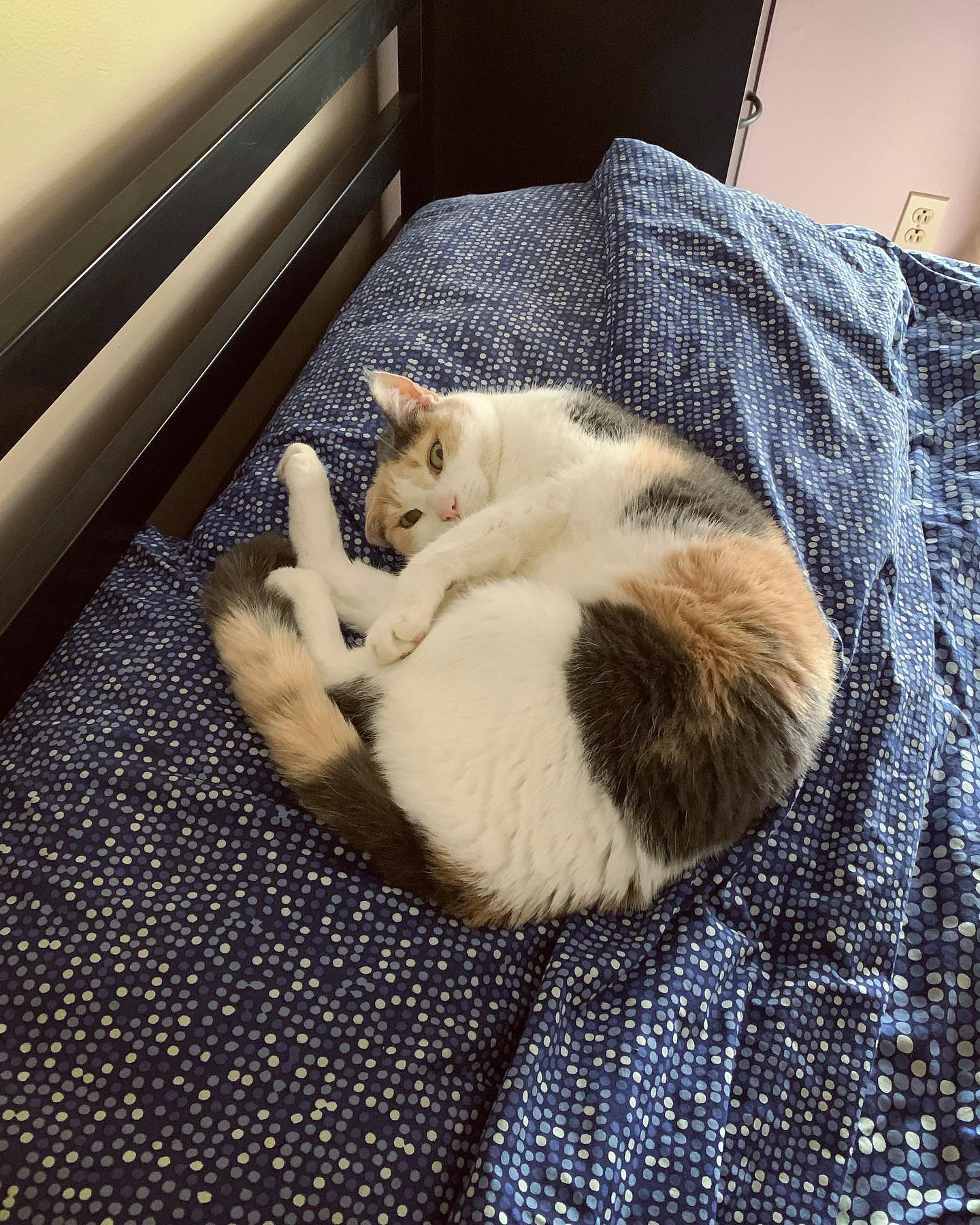 ⁣ Rest In Peace, Raspberry ⁣ Dec 9, 2022⁣ You are such a big part of my heart