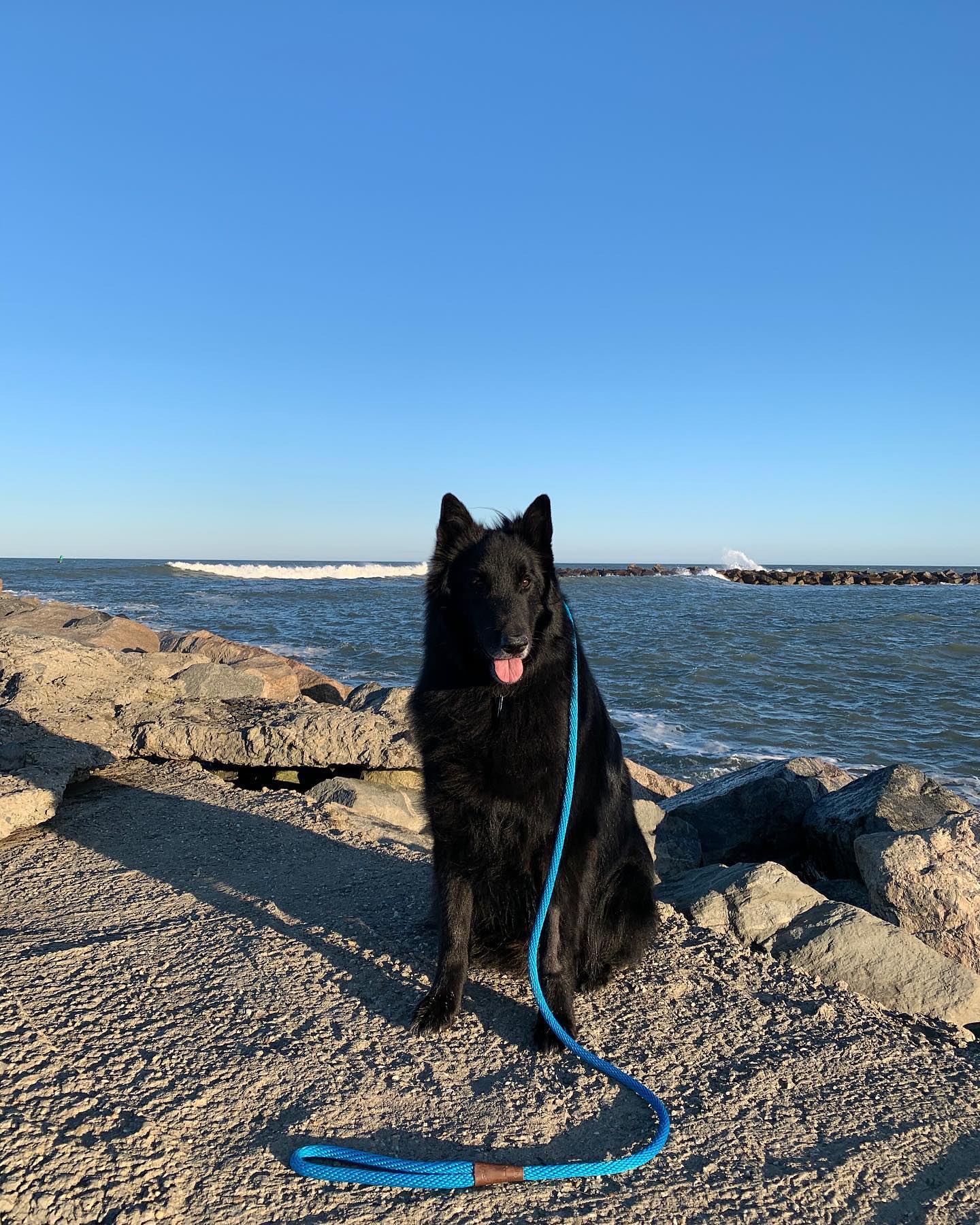⁣⁣ 🐺 Remus Remus was my baby, the most loving and sweetest boy that there has ever been. And SO smart. And he absofuckinglutely adored me, more than I could ever deserve….. ⁣ My h...