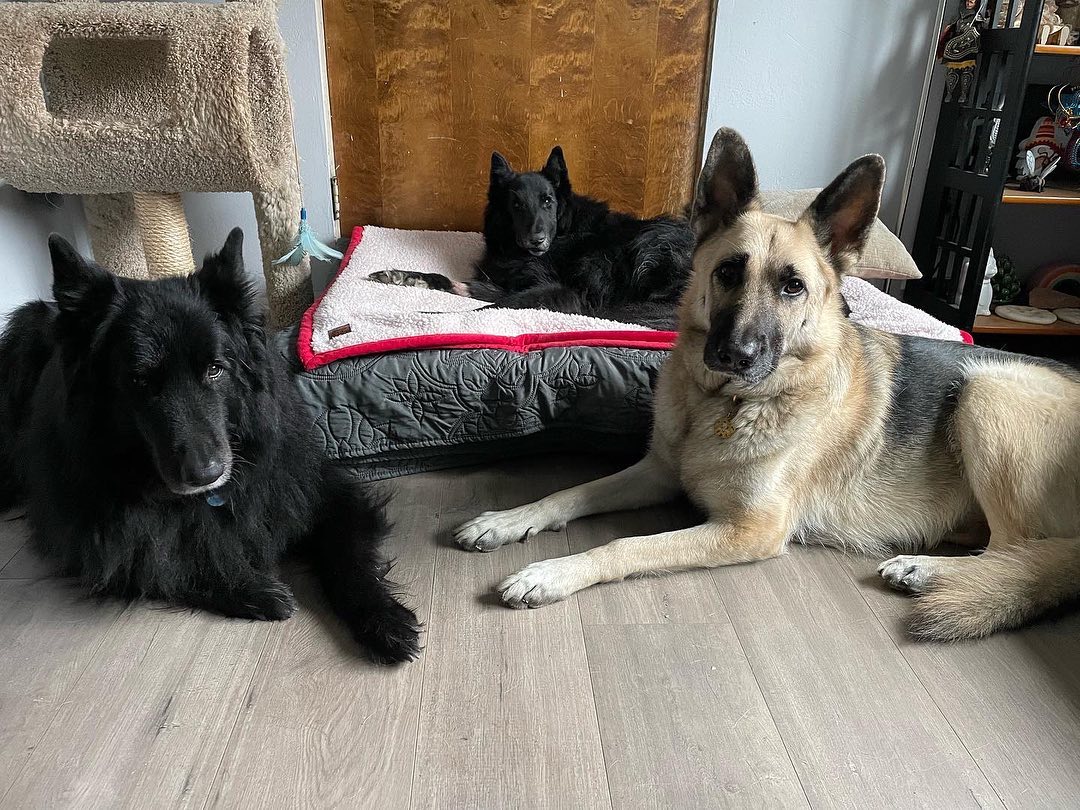 ⁣ 🐺 Rest in Peace, Remus ⁣ Dec 23, 2013 - Jan 16, 2023⁣ The pack’s Alpha