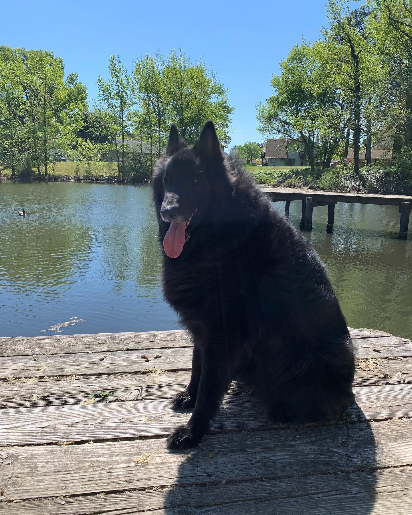 ⁣⁣ 🐺 Remus Remus was my baby, the most loving and sweetest boy that there has ever been. And SO smart. And he absofuckinglutely adored me, more than I could ever deserve….. ⁣ My h...