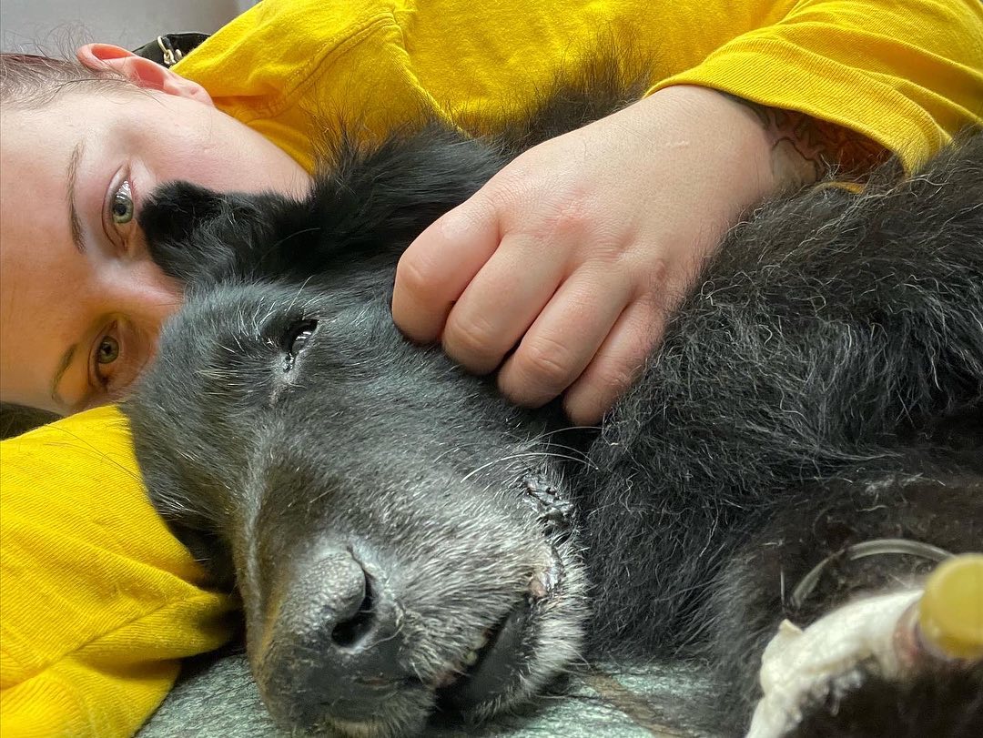 ⁣ 🐺 Rest in Peace, Remus ⁣ Dec 23, 2013 - Jan 16, 2023⁣ The pack’s Alpha