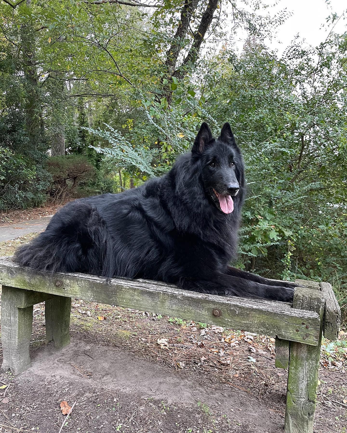 ⁣⁣ 🐺 Remus Remus was my baby, the most loving and sweetest boy that there has ever been. And SO smart. And he absofuckinglutely adored me, more than I could ever deserve….. ⁣ My h...