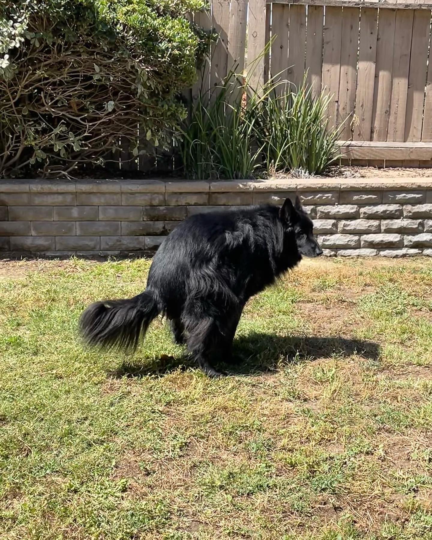 ⁣⁣ 🐺 Remus Remus was my baby, the most loving and sweetest boy that there has ever been. And SO smart. And he absofuckinglutely adored me, more than I could ever deserve….. ⁣ My h...