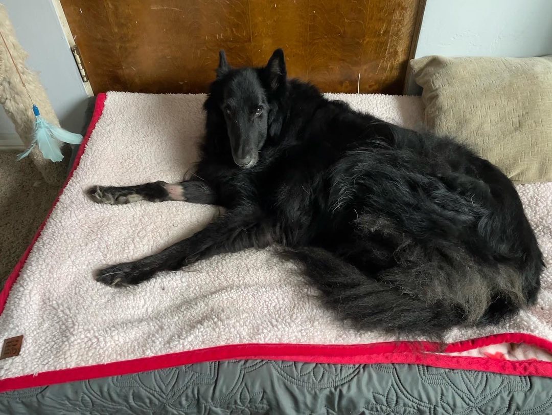 ⁣ 🐺 Rest in Peace, Remus ⁣ Dec 23, 2013 - Jan 16, 2023⁣ The pack’s Alpha