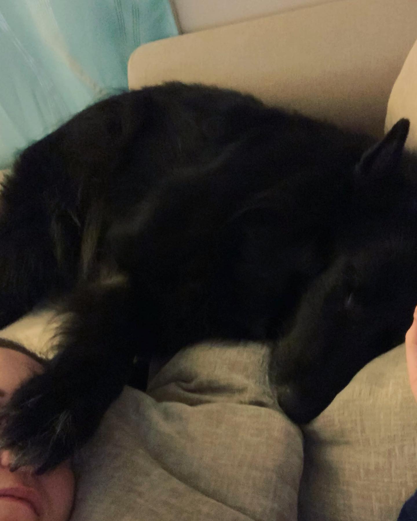 ⁣⁣ 2 months without you. ⁣⁣ Your brother got sprayed by a skunk this morning, and while I’m happy that I only have one horrendously stinky dog over two….. I know you would’ve been...