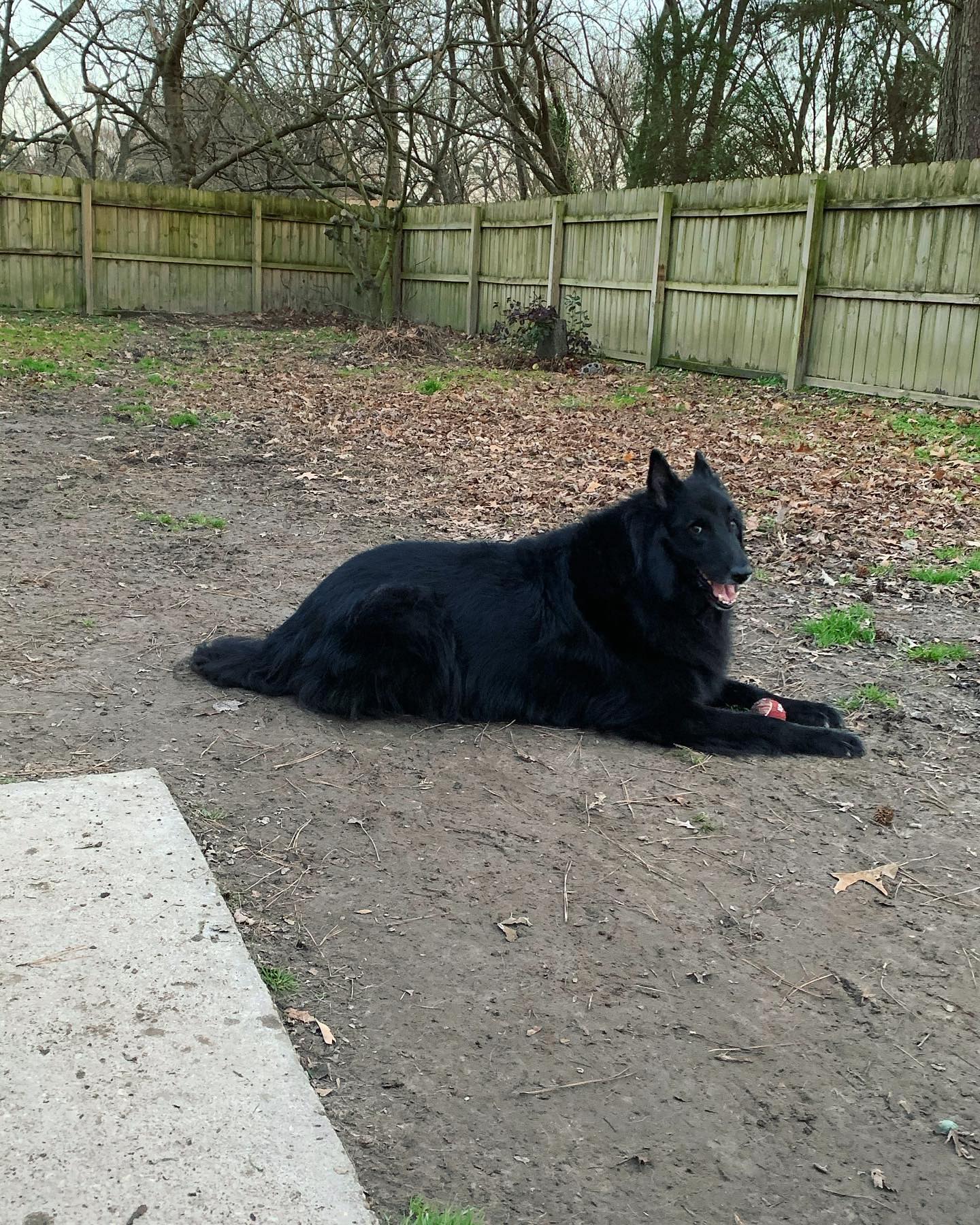 ⁣⁣ 2 months without you. ⁣⁣ Your brother got sprayed by a skunk this morning, and while I’m happy that I only have one horrendously stinky dog over two….. I know you would’ve been...