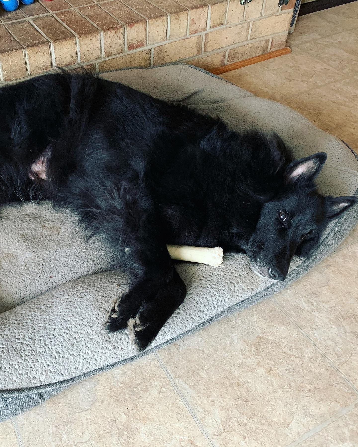 ⁣⁣ 2 months without you. ⁣⁣ Your brother got sprayed by a skunk this morning, and while I’m happy that I only have one horrendously stinky dog over two….. I know you would’ve been...