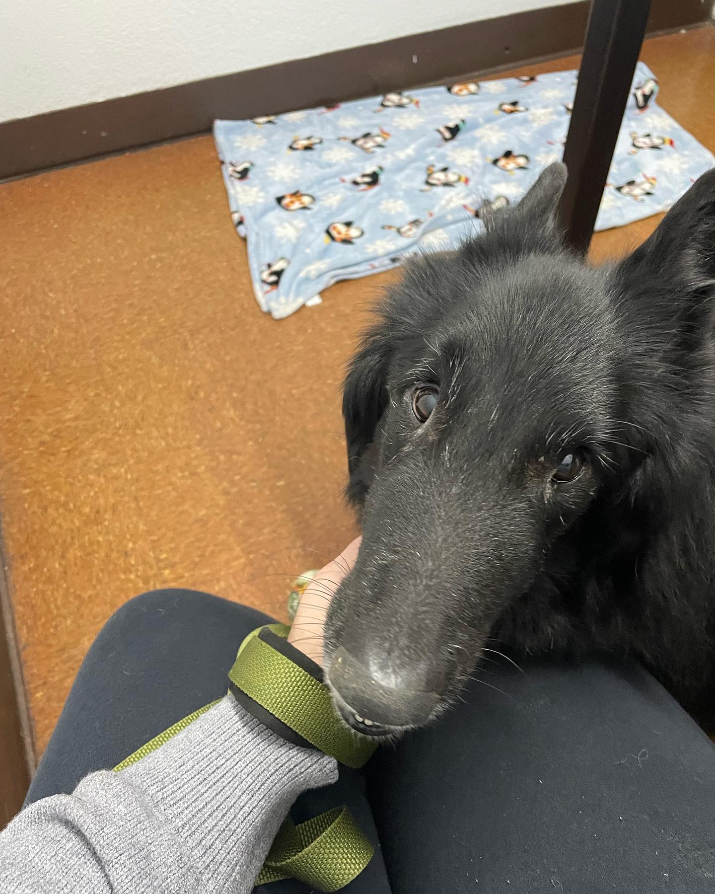 💙⁣ Jan 11, 2023: Going to the vet, three days before your stay at the emergency room, and five days before you were gone forever. ⁣ If only I had known then what I know now. ⁣ If...