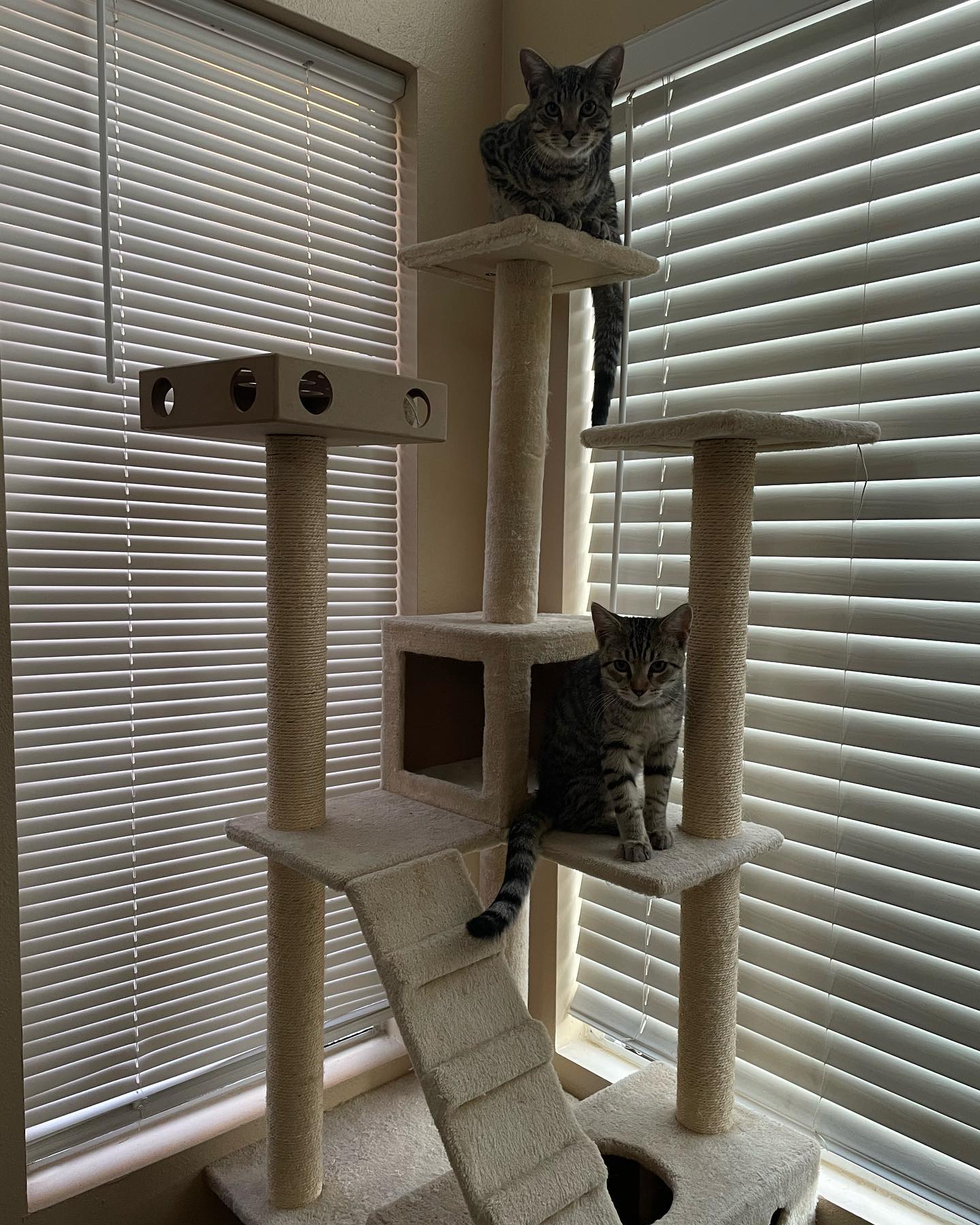 ⁣⁣⁣⁣⁣ Aug 16 - Sep 5, 2022: ⁣⁣⁣⁣⁣ Foster kitten dump, with Boots, Grumps, and Pickles who all found their forever homes thanks to Second Chance Pet Adoptions and PetCo! ⁣⁣⁣⁣⁣ ⁣⁣⁣⁣...