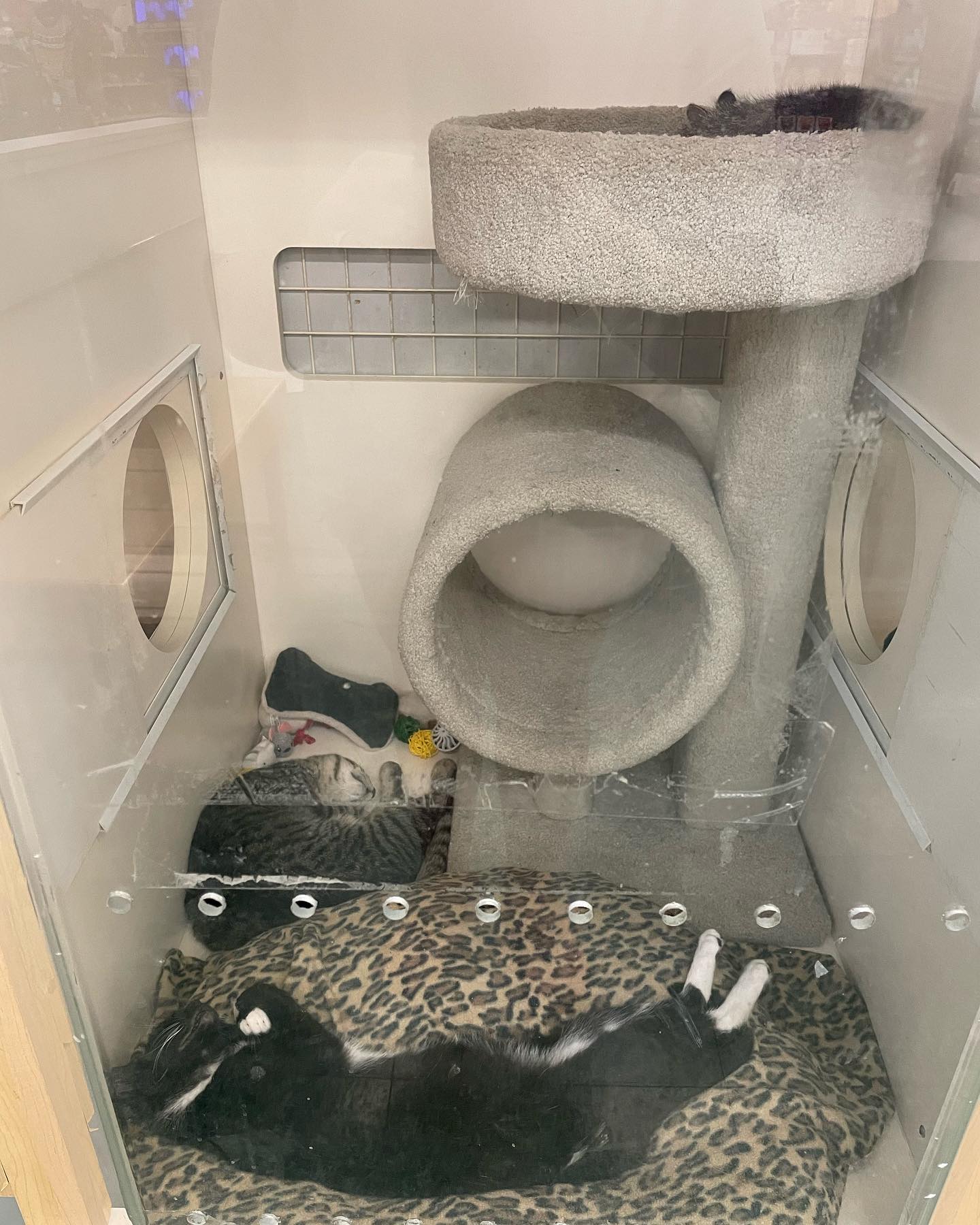 ⁣⁣⁣⁣⁣ Aug 16 - Sep 5, 2022: ⁣⁣⁣⁣⁣ Foster kitten dump, with Boots, Grumps, and Pickles who all found their forever homes thanks to Second Chance Pet Adoptions and PetCo! ⁣⁣⁣⁣⁣ ⁣⁣⁣⁣...