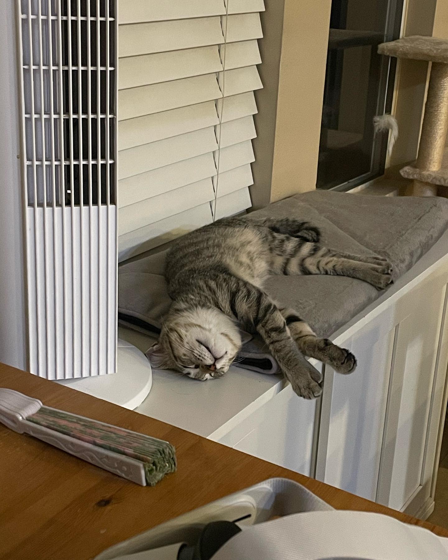 ⁣⁣⁣⁣ Aug 2 - 16, 2022: ⁣⁣⁣⁣ Foster kitten dump, with Boots, Grumps, and Pickles who all found their forever homes thanks to Second Chance Pet Adoptions and PetCo! ⁣⁣⁣⁣ ⁣⁣⁣⁣ #kitte...