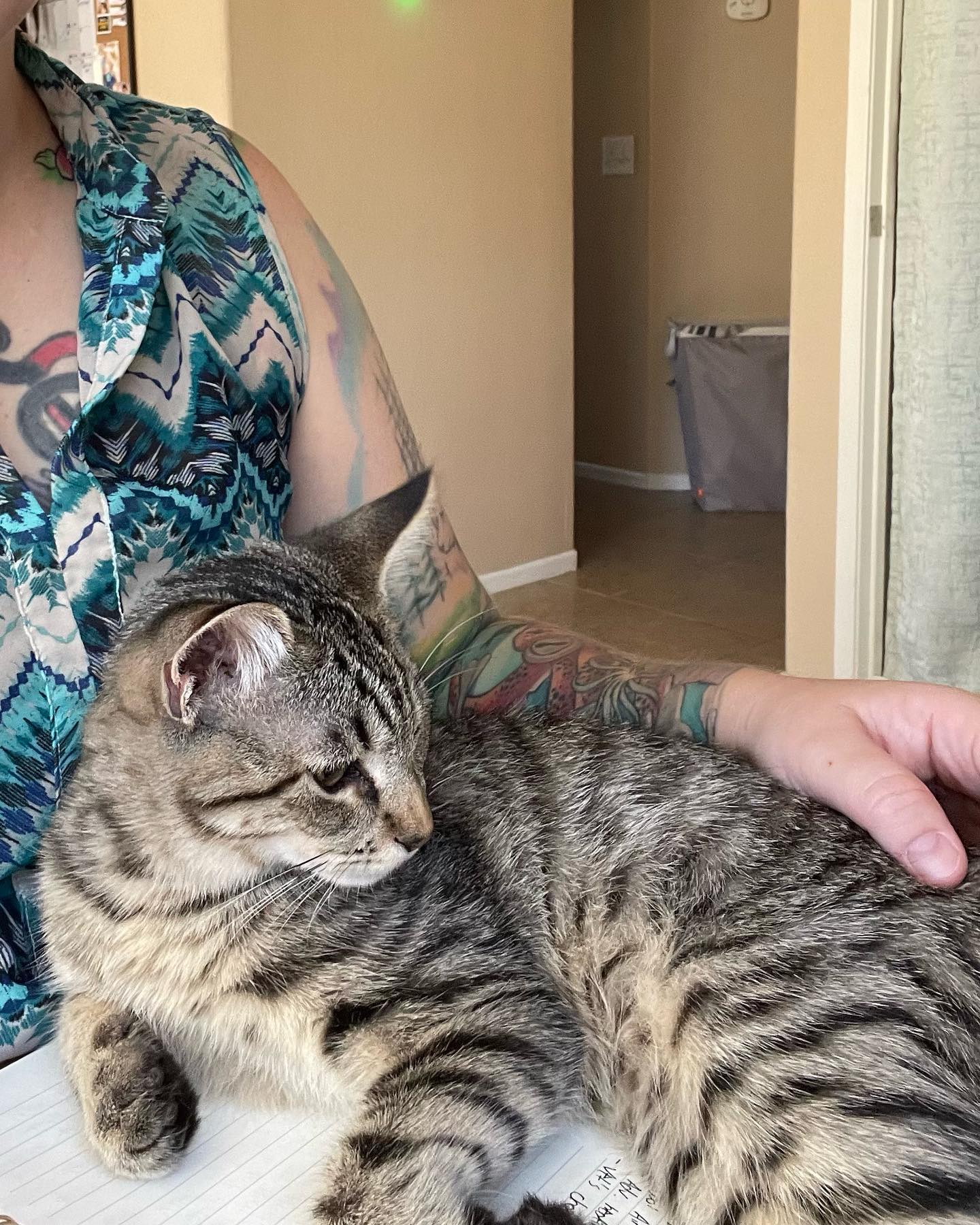 ⁣⁣⁣⁣⁣⁣ Aug - Sep, 2022: ⁣⁣⁣⁣⁣⁣ My little dude Grumps, who was SO hard to let go of and I adored to pieces!!! 😭 Thankful that Grumps was able to find his forever home thanks to Sec...