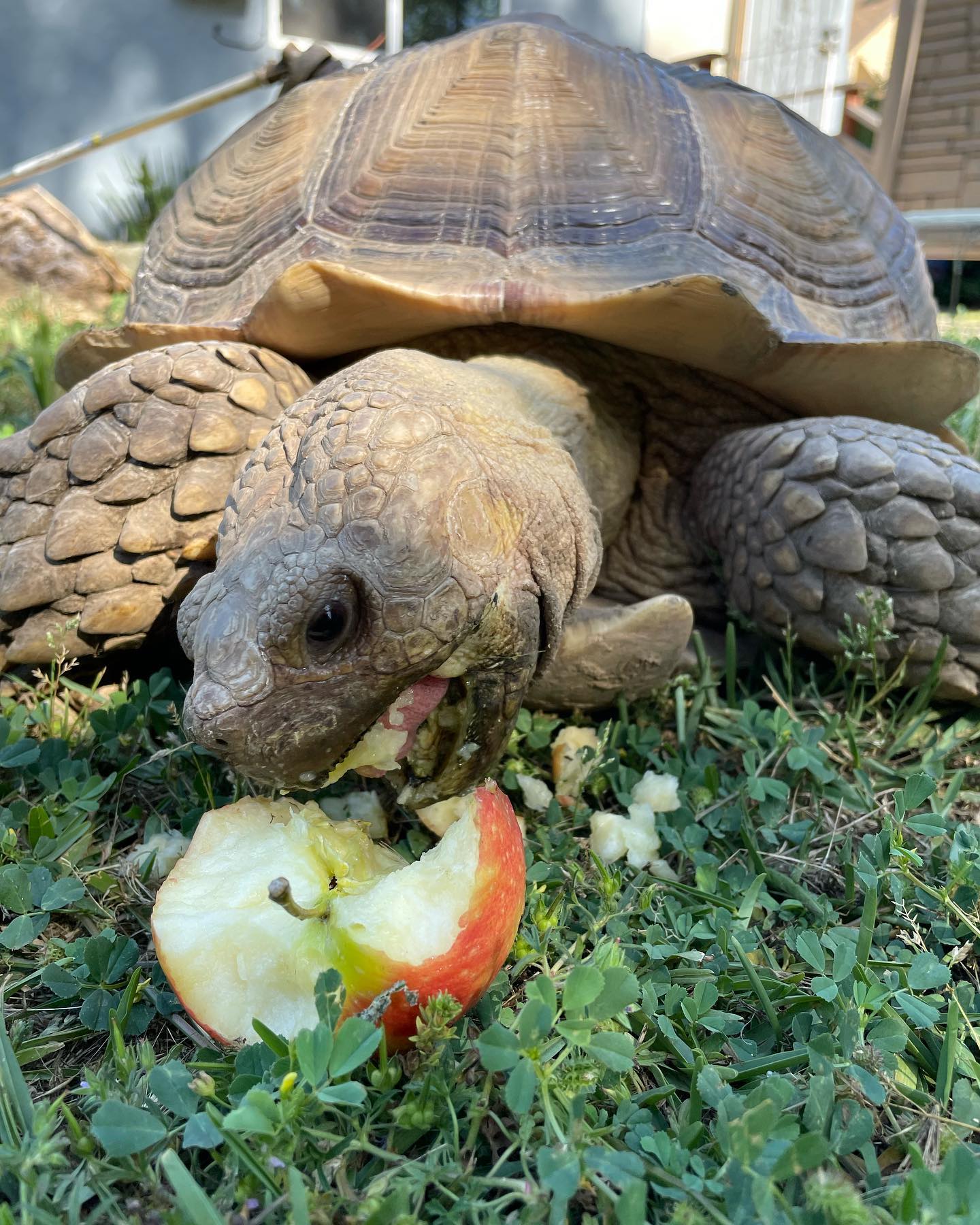 ⁣ May 18, 2023: mighty morphin’ Turken time ⁣ ⁣ #tortoise #tortoisegram #tortoisesofinstagram #tortoisesofig #tortoisesofinsta #africansulcatatortoise #africansulcata #spurredtort...