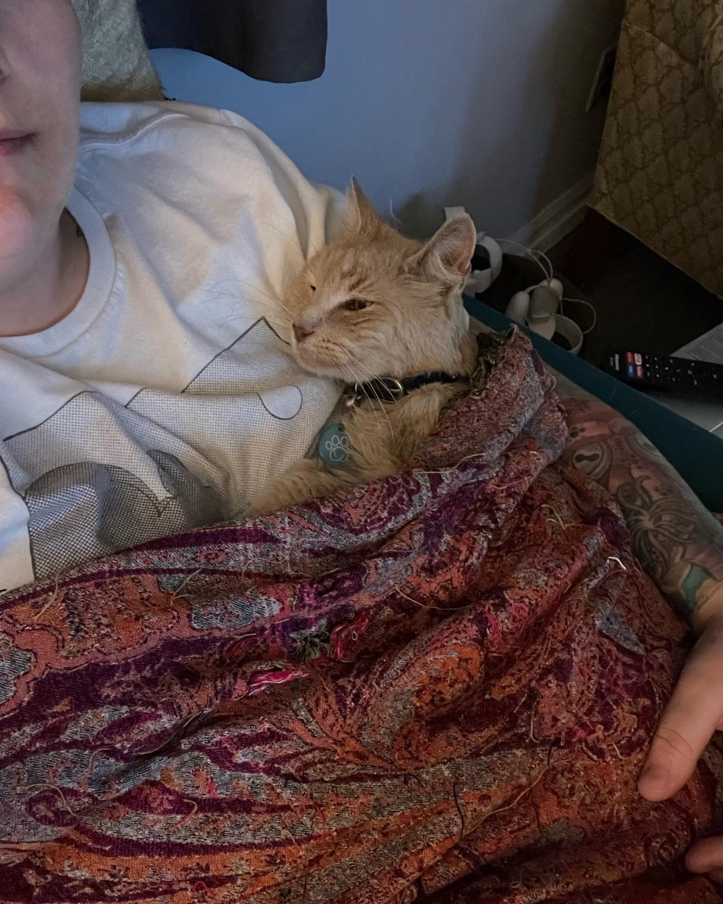 ⁣ Apr 17, 2023: little baby Rajah ⁣ ⁣ #orangetabby #orangetabbycat #orangetabbycatsofinstagram #orangecat #orangecatsofinstagram #tabbycat #tabbycatsofinstagram #catsofinstagram #...