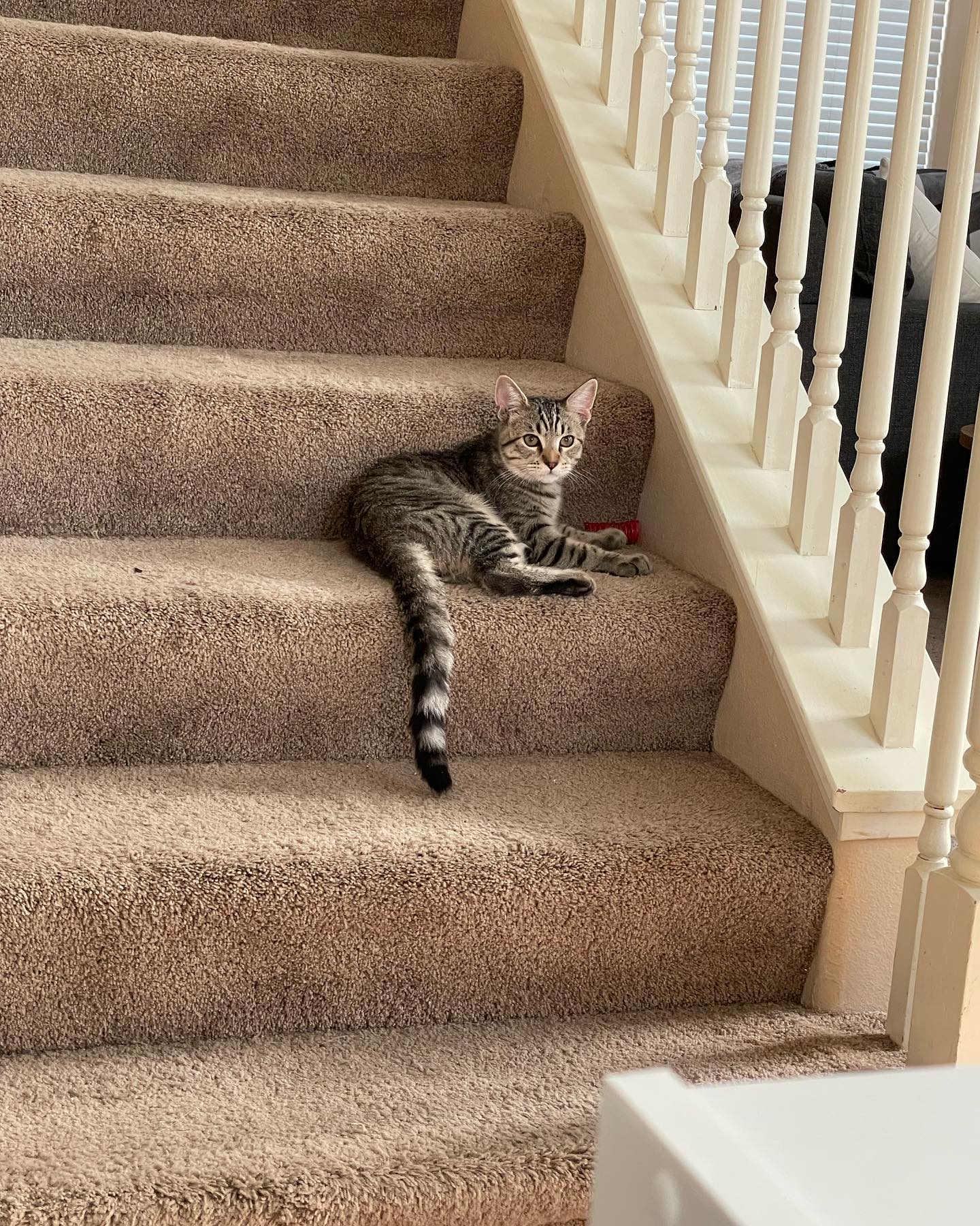 ⁣⁣⁣⁣⁣ Aug 16 - Sep 5, 2022: ⁣⁣⁣⁣⁣ Foster kitten dump, with Boots, Grumps, and Pickles who all found their forever homes thanks to Second Chance Pet Adoptions and PetCo! ⁣⁣⁣⁣⁣ ⁣⁣⁣⁣...