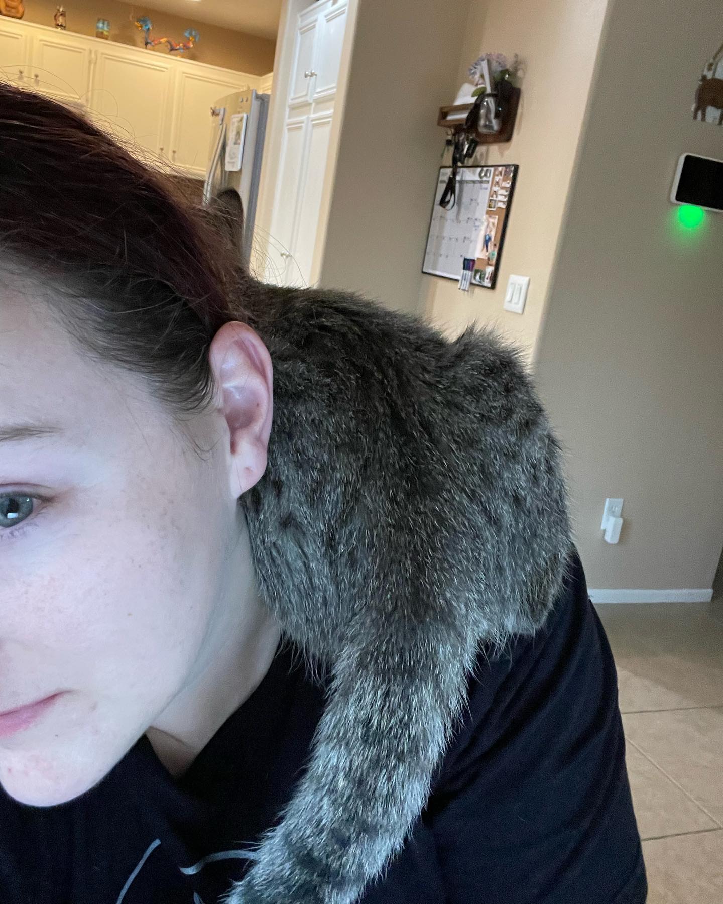⁣⁣⁣⁣⁣⁣ Aug - Sep, 2022: ⁣⁣⁣⁣⁣⁣ My little dude Grumps, who was SO hard to let go of and I adored to pieces!!! 😭 Thankful that Grumps was able to find his forever home thanks to Sec...
