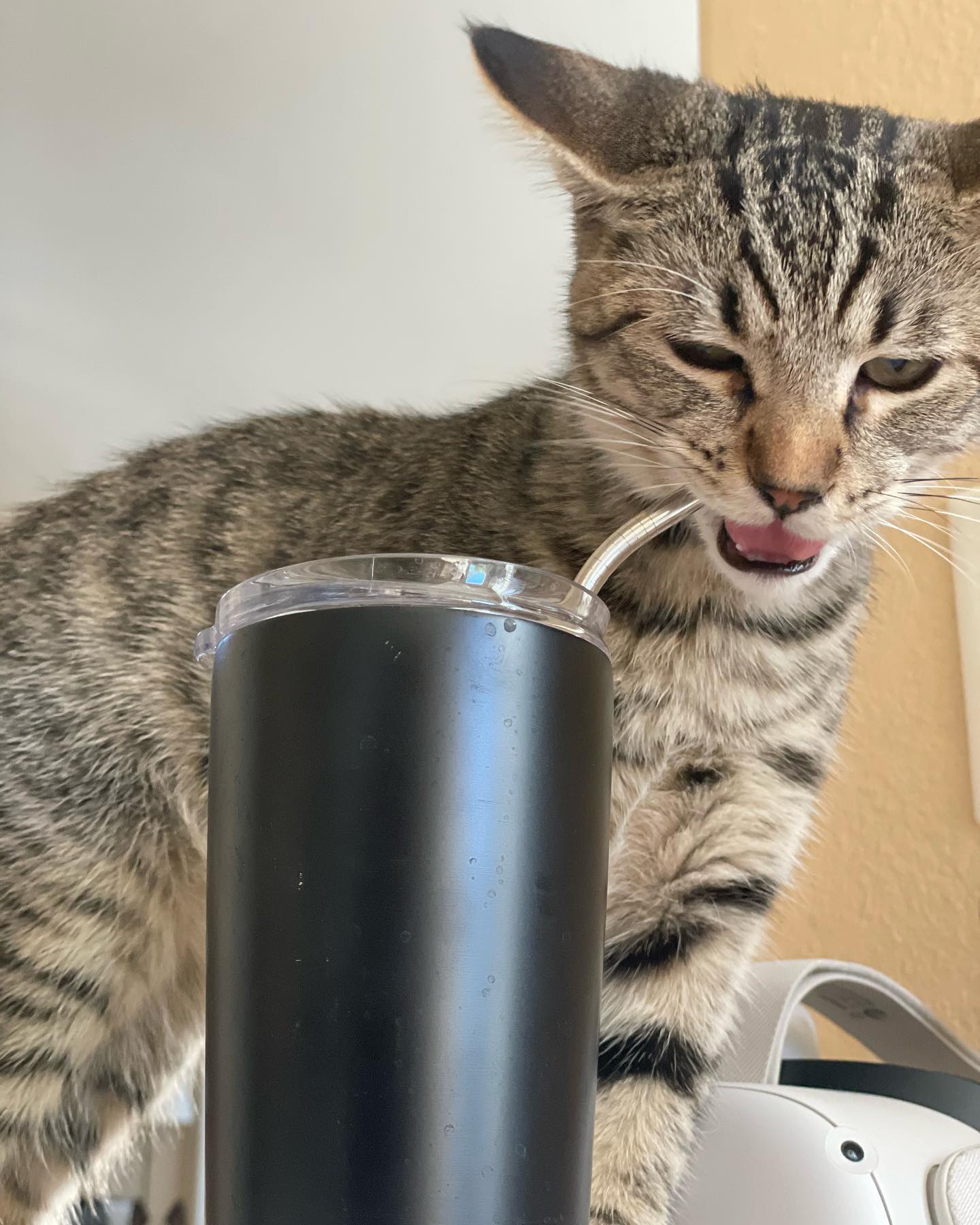 ⁣⁣⁣⁣⁣ Aug 16 - Sep 5, 2022: ⁣⁣⁣⁣⁣ Foster kitten dump, with Boots, Grumps, and Pickles who all found their forever homes thanks to Second Chance Pet Adoptions and PetCo! ⁣⁣⁣⁣⁣ ⁣⁣⁣⁣...