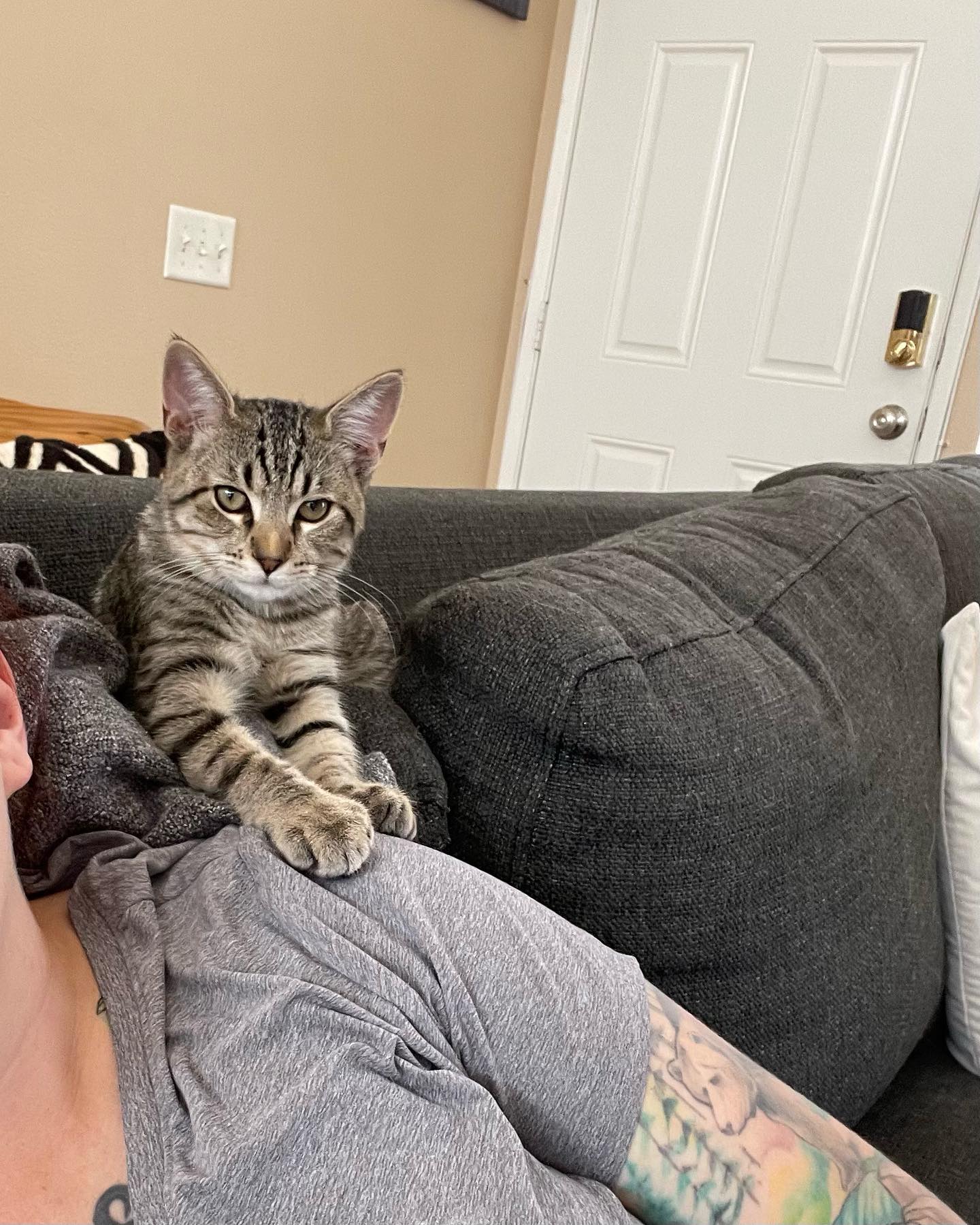 ⁣⁣⁣⁣⁣⁣ Aug - Sep, 2022: ⁣⁣⁣⁣⁣⁣ My little dude Grumps, who was SO hard to let go of and I adored to pieces!!! 😭 Thankful that Grumps was able to find his forever home thanks to Sec...