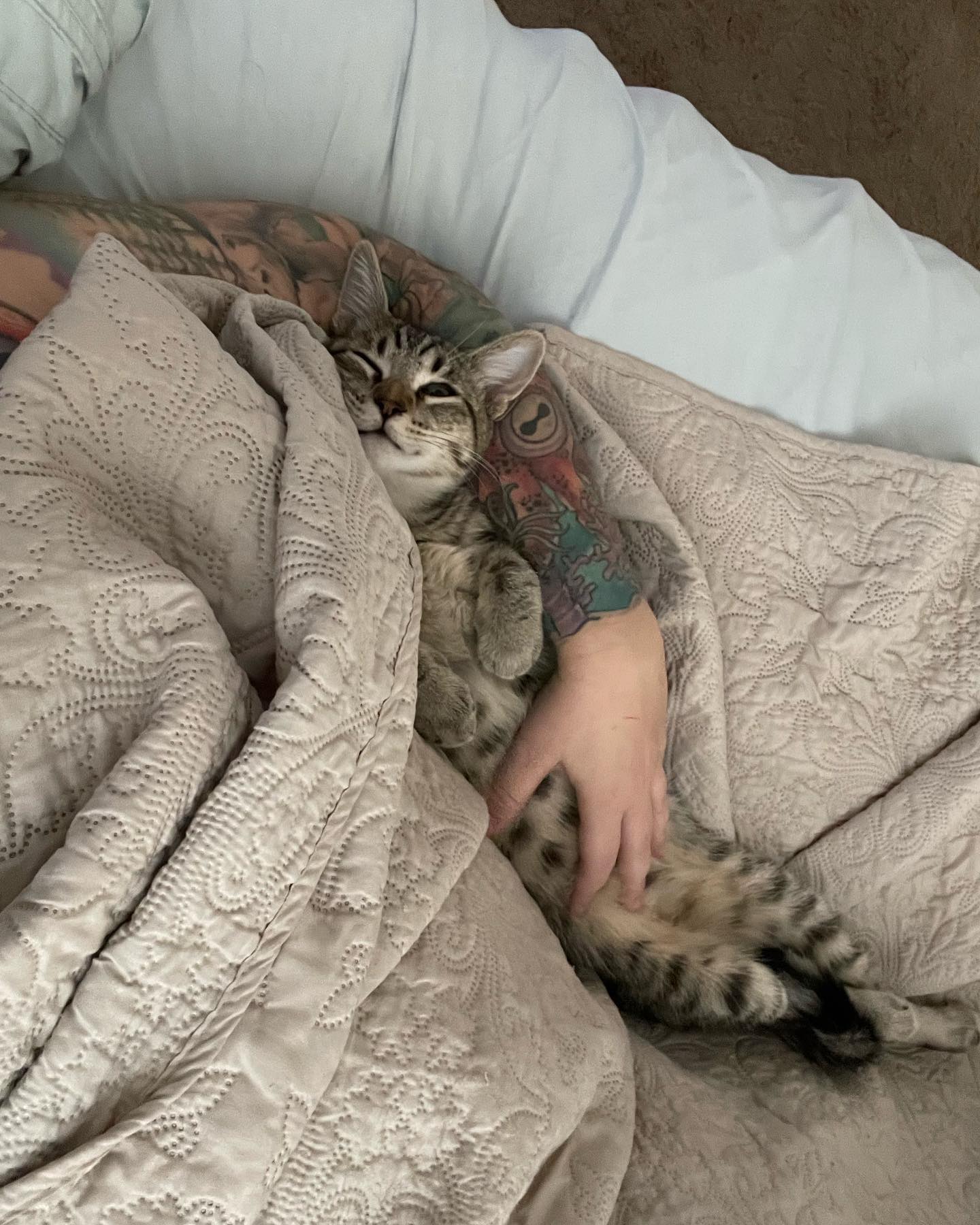 ⁣⁣⁣⁣⁣⁣ Aug - Sep, 2022: ⁣⁣⁣⁣⁣⁣ My little dude Grumps, who was SO hard to let go of and I adored to pieces!!! 😭 Thankful that Grumps was able to find his forever home thanks to Sec...