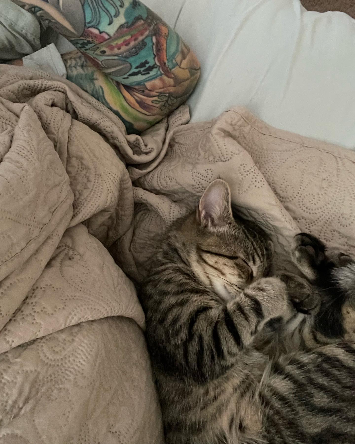 ⁣⁣⁣⁣⁣⁣ Aug - Sep, 2022: ⁣⁣⁣⁣⁣⁣ My little dude Grumps, who was SO hard to let go of and I adored to pieces!!! 😭 Thankful that Grumps was able to find his forever home thanks to Sec...