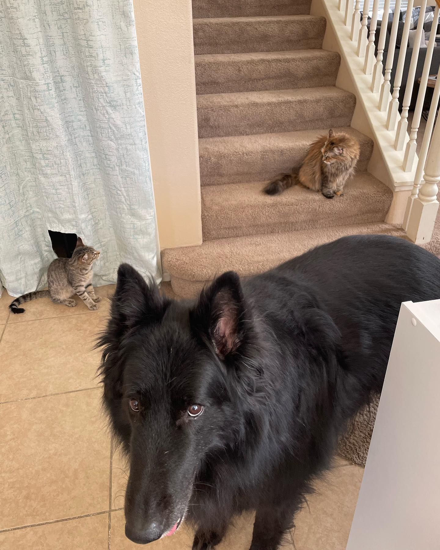 ⁣⁣⁣⁣ Aug 2 - 16, 2022: ⁣⁣⁣⁣ Foster kitten dump, with Boots, Grumps, and Pickles who all found their forever homes thanks to Second Chance Pet Adoptions and PetCo! ⁣⁣⁣⁣ ⁣⁣⁣⁣ #kitte...