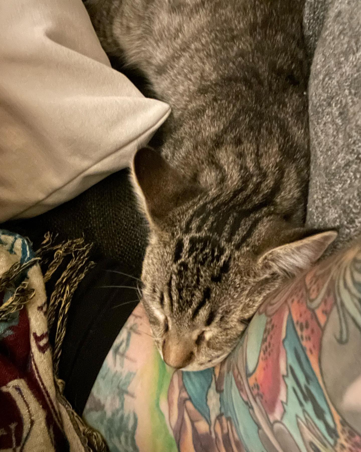 ⁣⁣⁣⁣⁣⁣ Aug - Sep, 2022: ⁣⁣⁣⁣⁣⁣ My little dude Grumps, who was SO hard to let go of and I adored to pieces!!! 😭 Thankful that Grumps was able to find his forever home thanks to Sec...