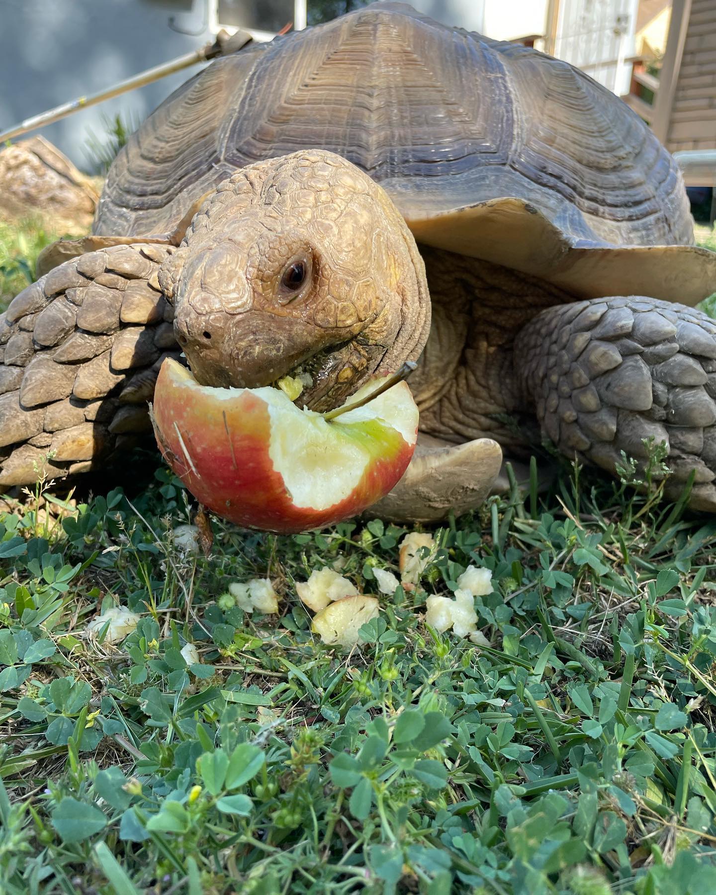 ⁣ May 18, 2023: mighty morphin’ Turken time ⁣ ⁣ #tortoise #tortoisegram #tortoisesofinstagram #tortoisesofig #tortoisesofinsta #africansulcatatortoise #africansulcata #spurredtort...