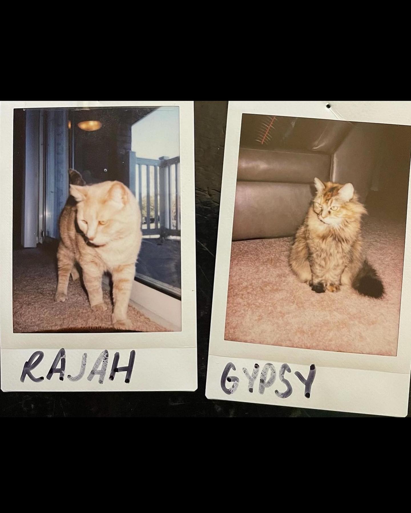 🤍⁣ Gypsy misses you, Princess Rajah. ⁣ Yesterday afternoon she jumped up on the cat tower and was sniffing your favorite ledge, and later in the evening she came back to rub her f...