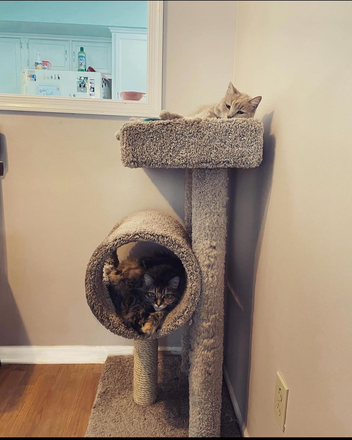 🤍⁣ Gypsy misses you, Princess Rajah. ⁣ Yesterday afternoon she jumped up on the cat tower and was sniffing your favorite ledge, and later in the evening she came back to rub her f...
