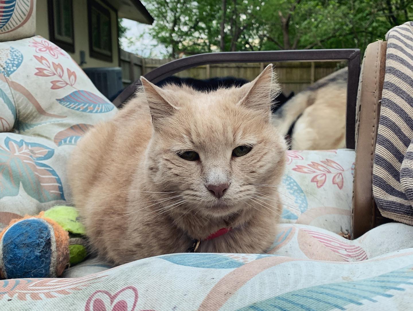 🤍⁣ Princess Rajah