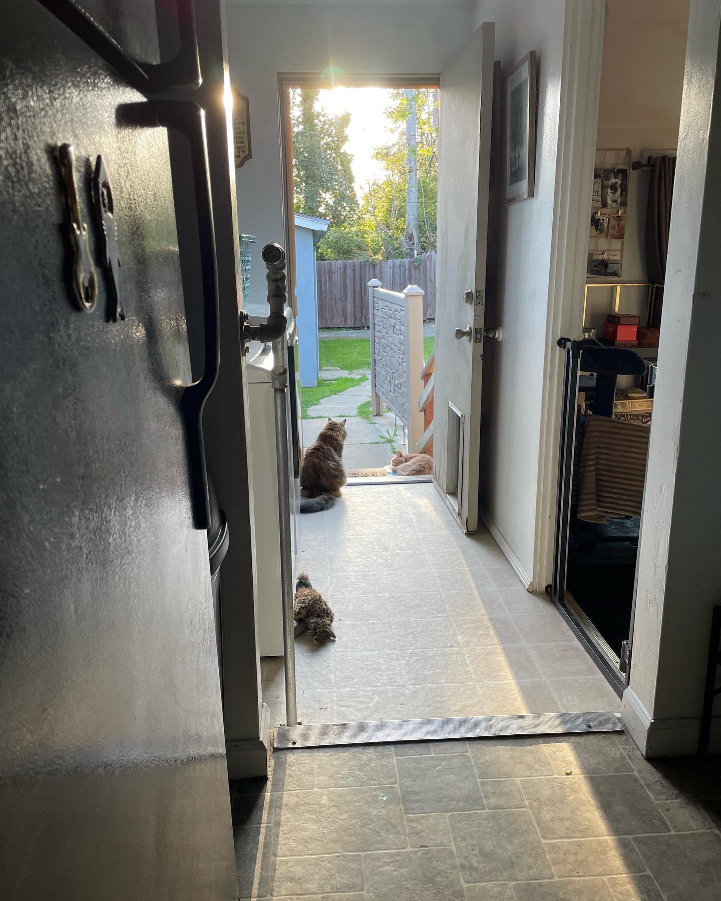 🤍⁣ Princess Rajah was so adventurous and loved being outdoors⁣ After I adopted her from her first family in 2012, she taught Gypsy how to jump up onto the balcony railing of our 2...