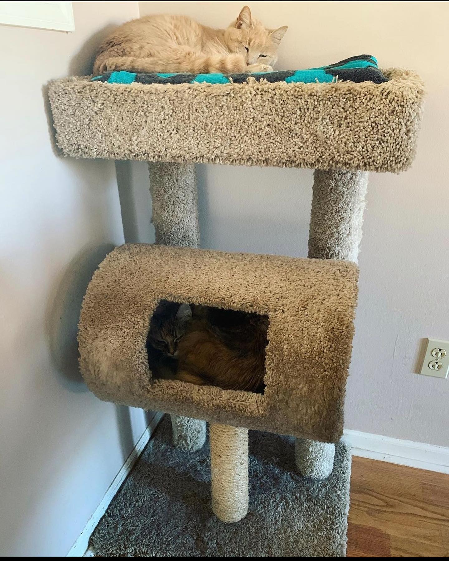 🤍⁣ Gypsy misses you, Princess Rajah. ⁣ Yesterday afternoon she jumped up on the cat tower and was sniffing your favorite ledge, and later in the evening she came back to rub her f...