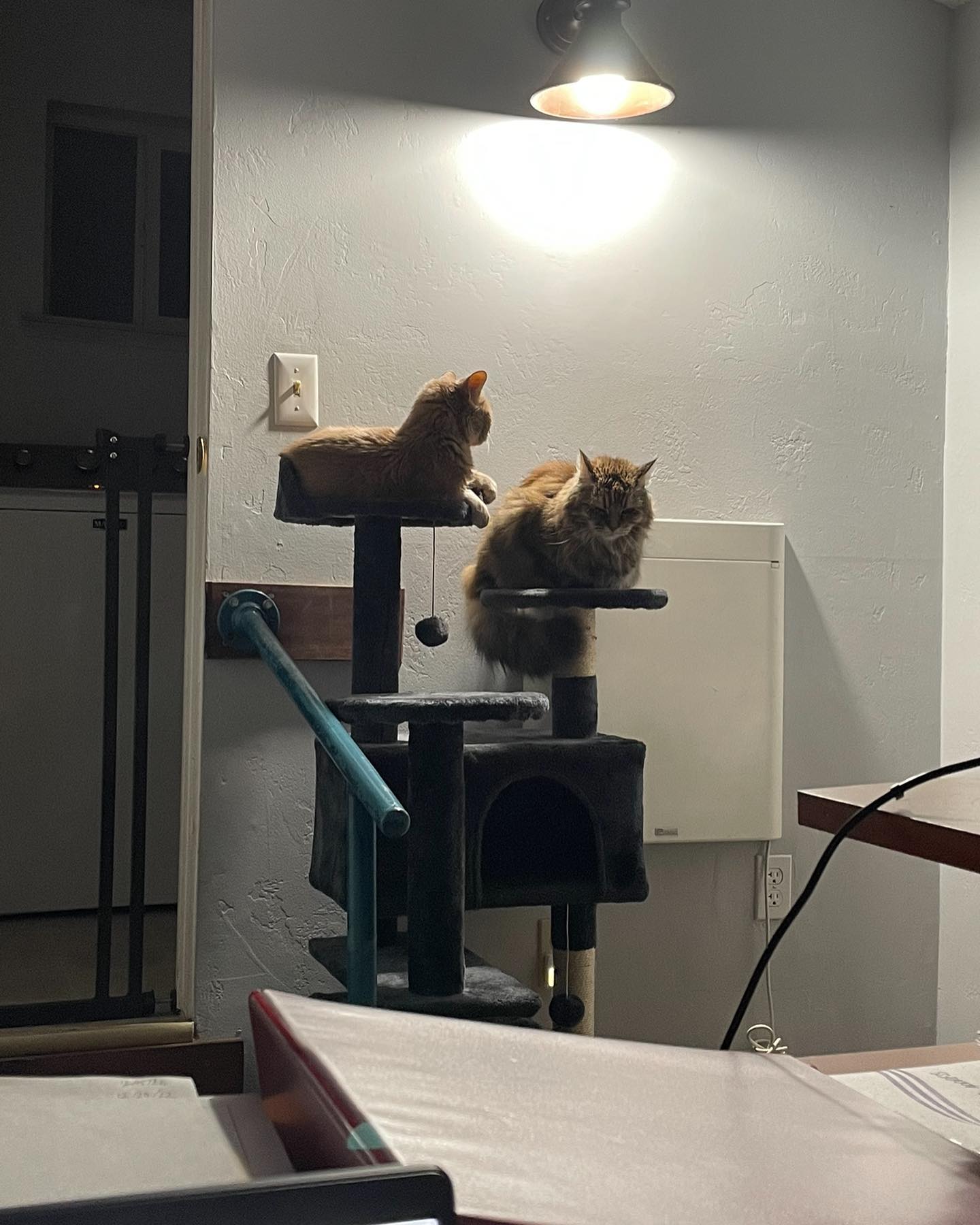 🤍⁣ Gypsy misses you, Princess Rajah. ⁣ Yesterday afternoon she jumped up on the cat tower and was sniffing your favorite ledge, and later in the evening she came back to rub her f...
