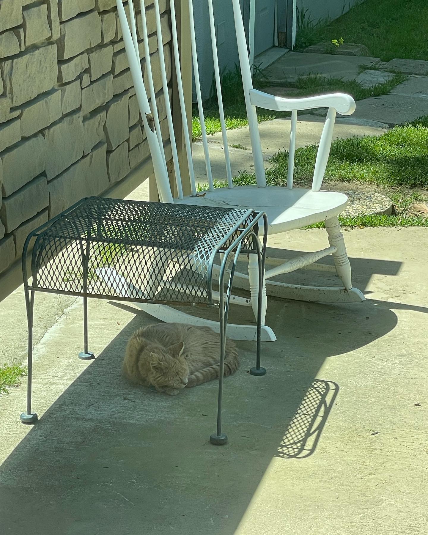 🤍⁣ Princess Rajah was so adventurous and loved being outdoors⁣ After I adopted her from her first family in 2012, she taught Gypsy how to jump up onto the balcony railing of our 2...