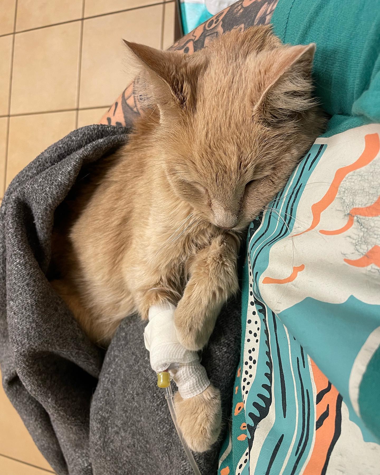 🤍⁣ Rest in Peace, little Rajah ⁣ June 18, 2023⁣ ⁣ Thank you for over 11 years of unconditional and nonstop love. I love you with my whole, entire heart ♥️ ⁣ I will miss your sweet...