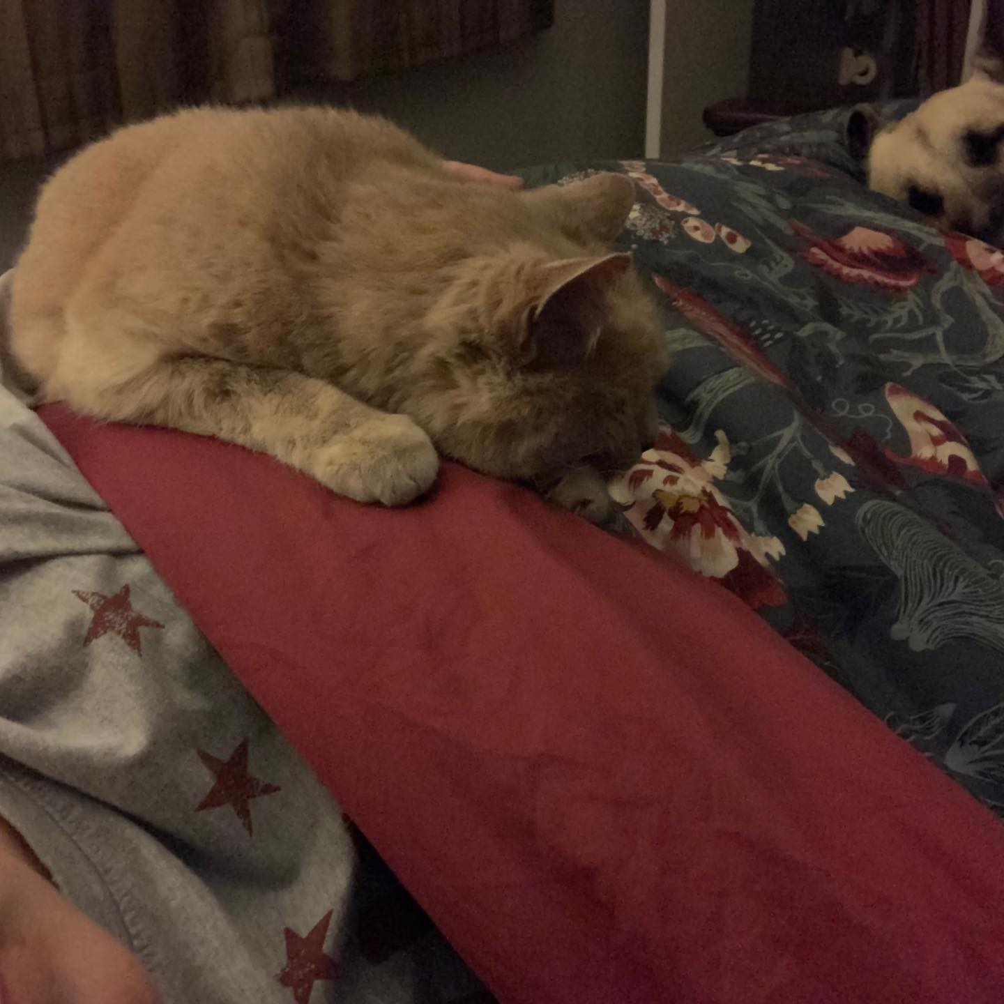 🤍⁣ I hope I did right by you, little Rajah. ⁣ I gave you a life of comfort and love. ⁣ I gave you a home and a family. ⁣ ⁣ You gave me an abundance of love that I will never forge...